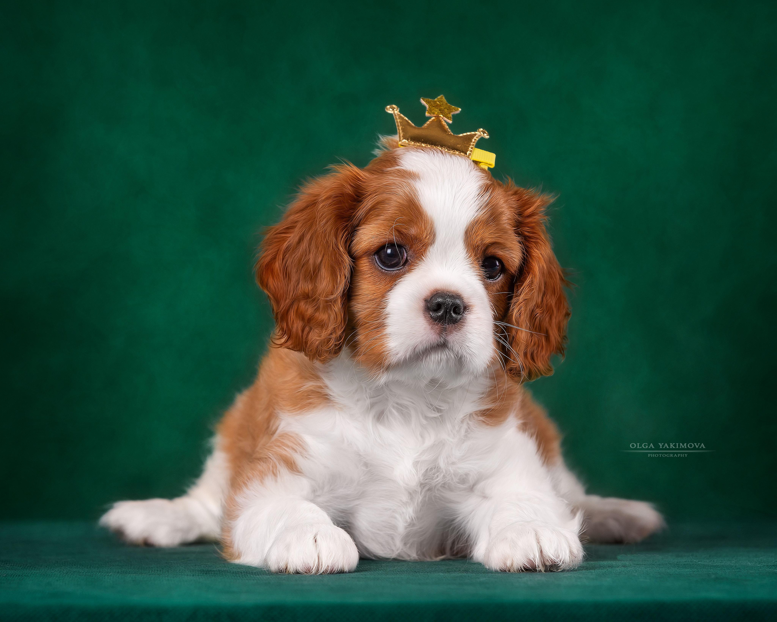 Красивые щенки