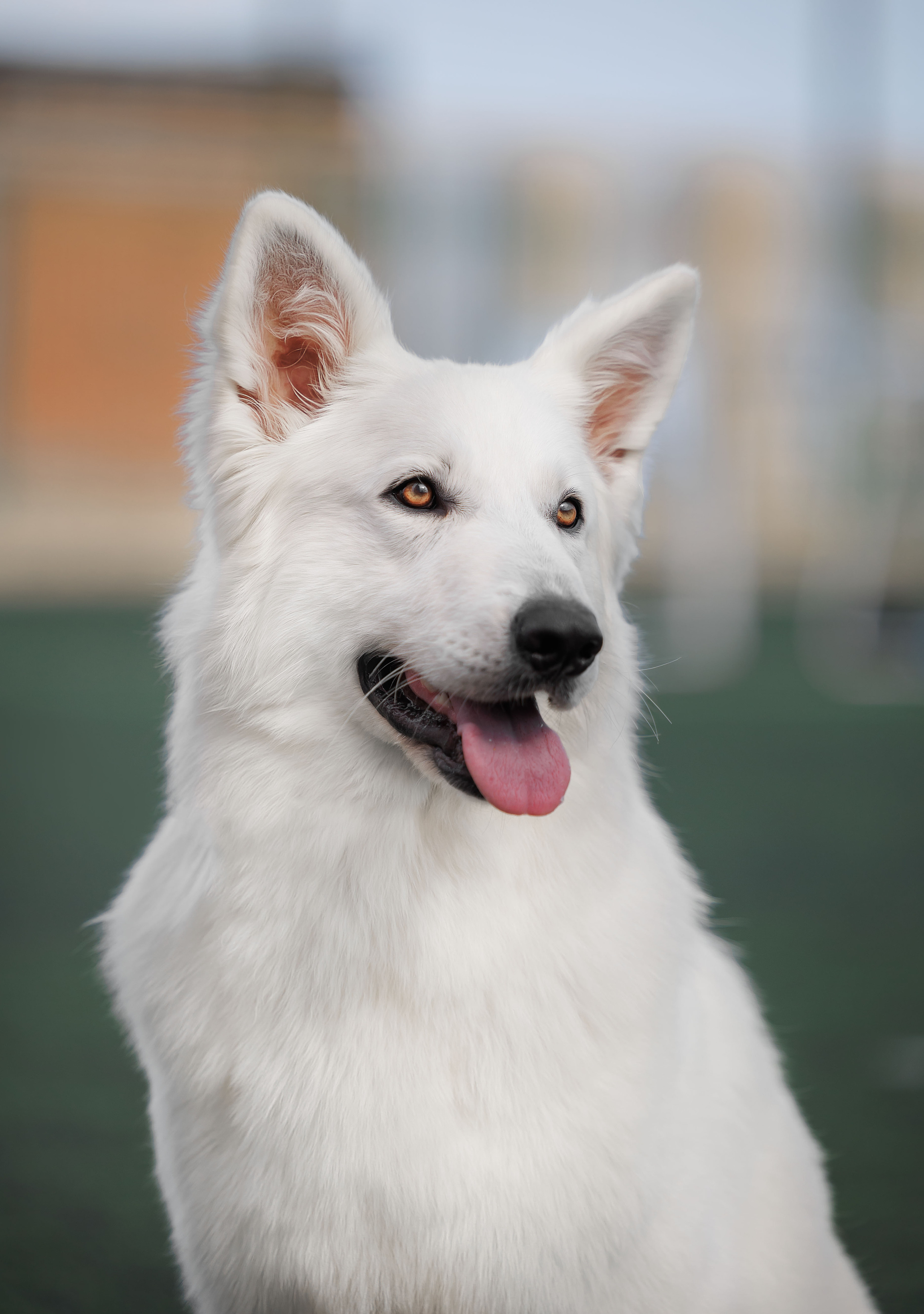 Фотограф на выставке, фотограф анималист