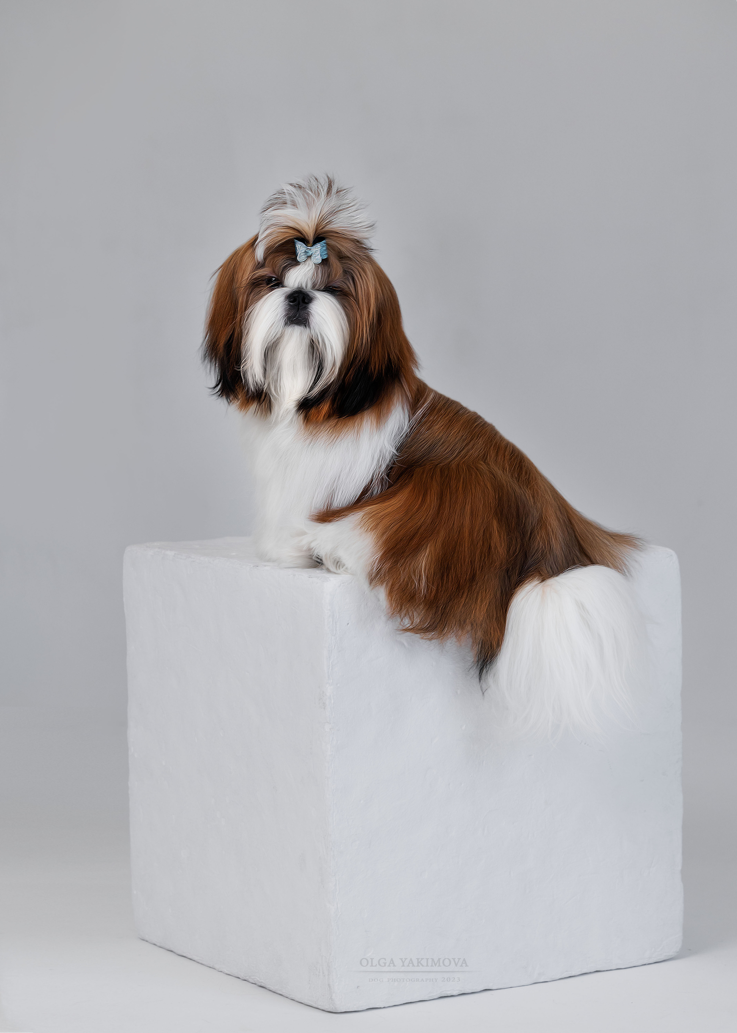 Ши-тцу. Фотограф