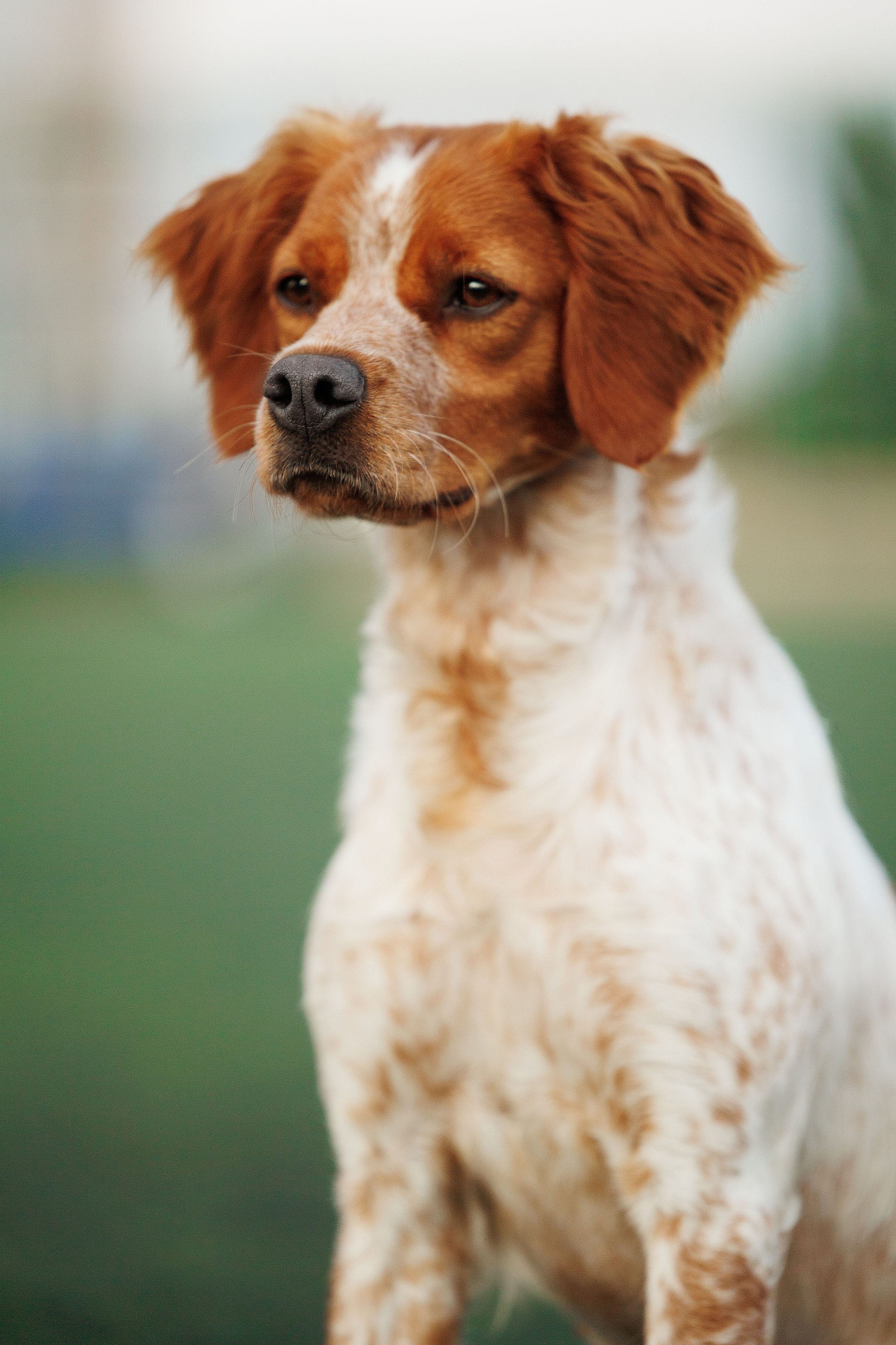 Фотограф на выставке, фотограф анималист