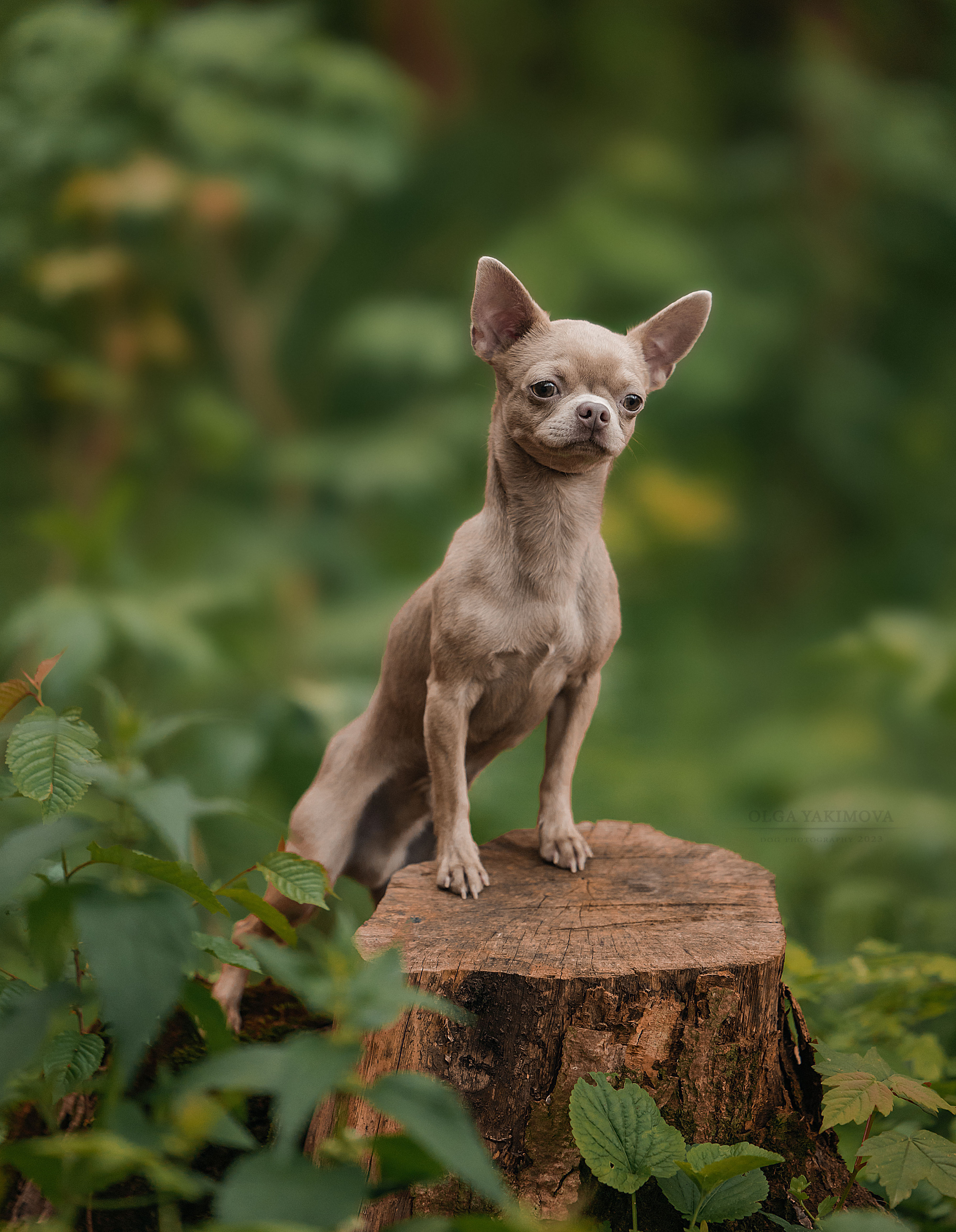 Экстерьер. Фотограф