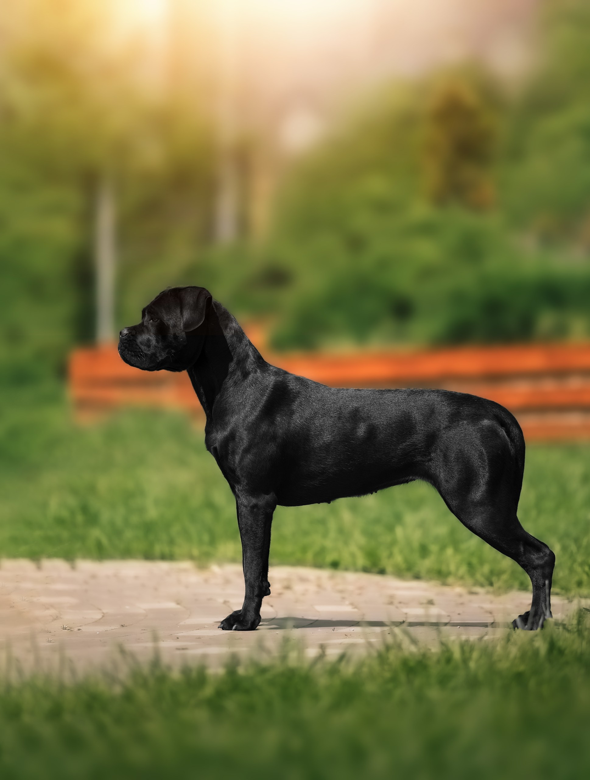 Фотограф на выставке, фотограф анималист