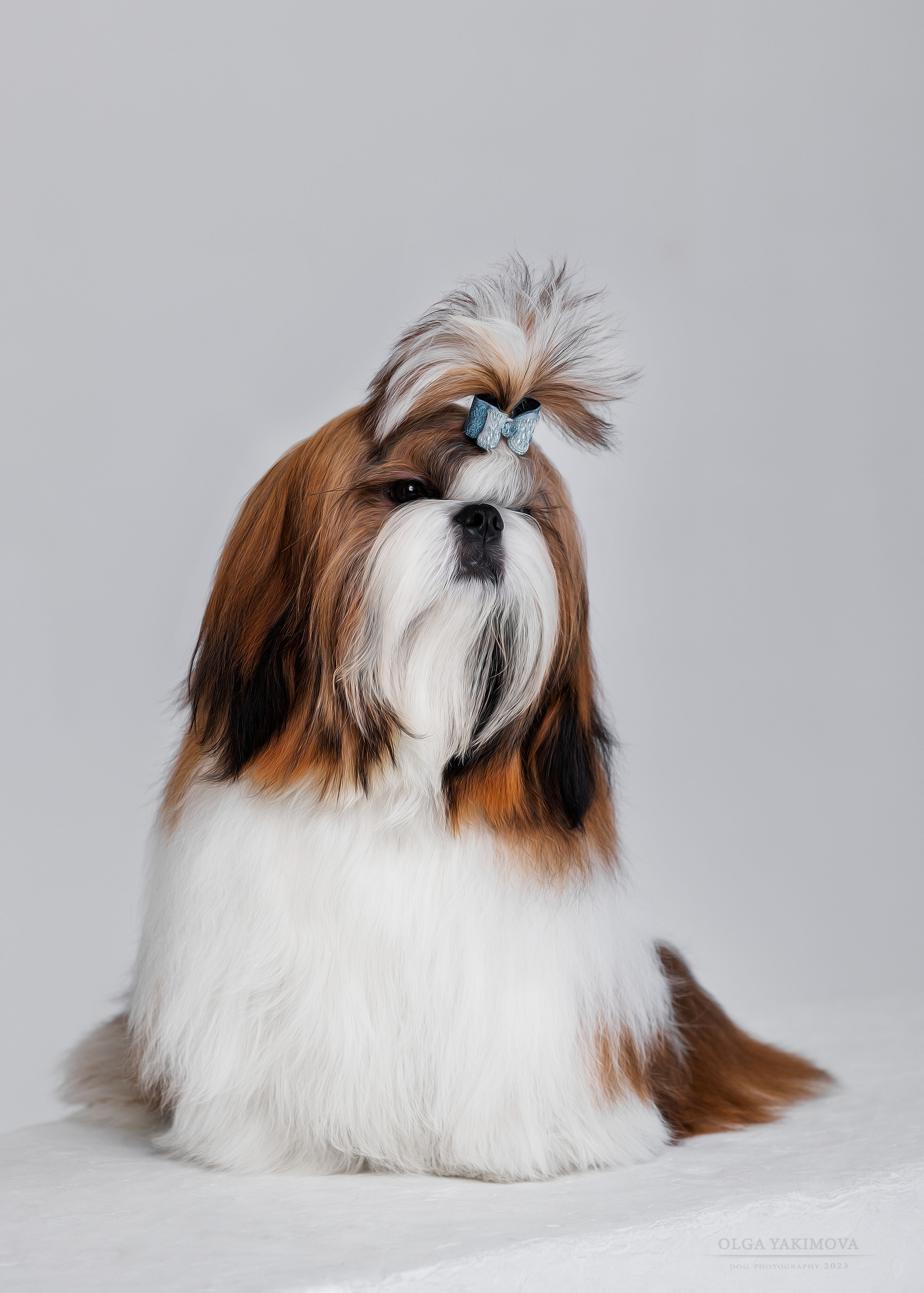 Ши-тцу. Фотограф