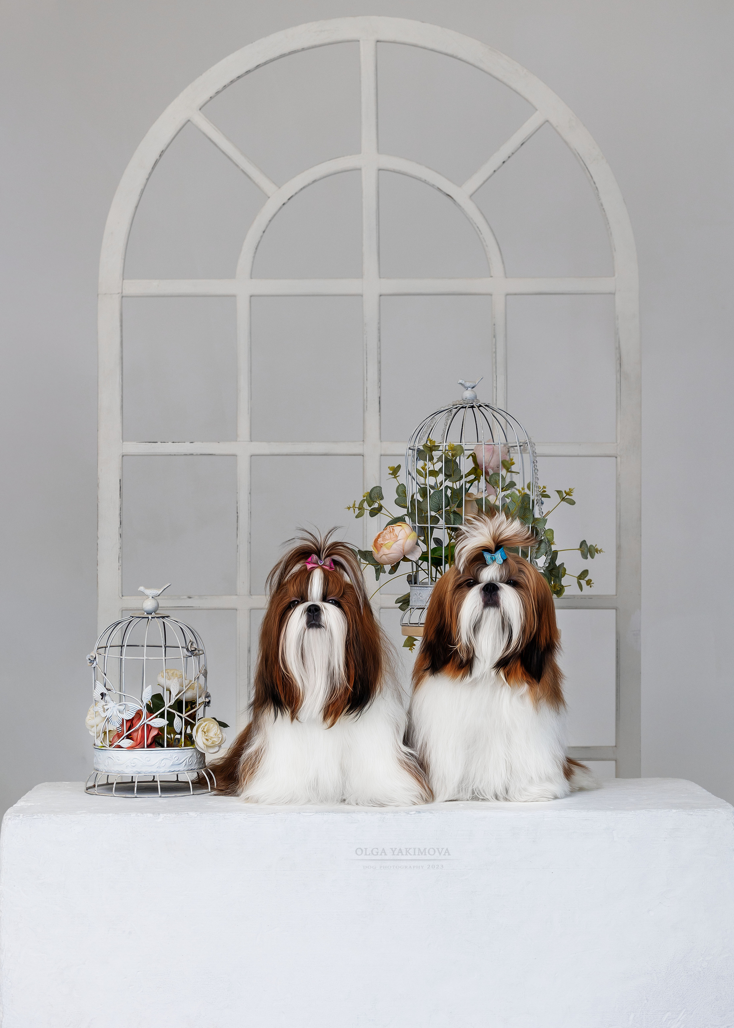 Ши-тцу. Фотограф