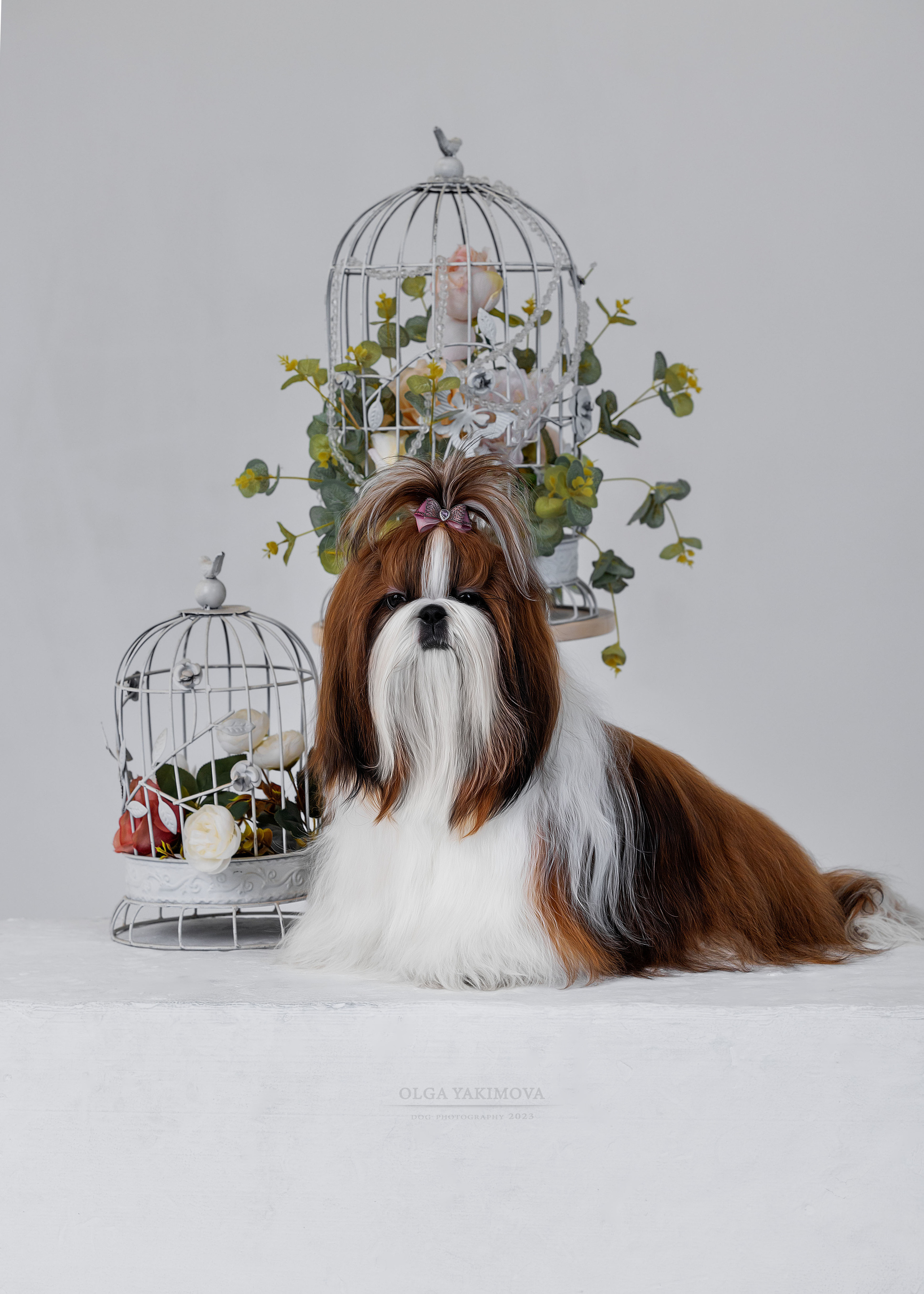 Ши-тцу. Фотограф