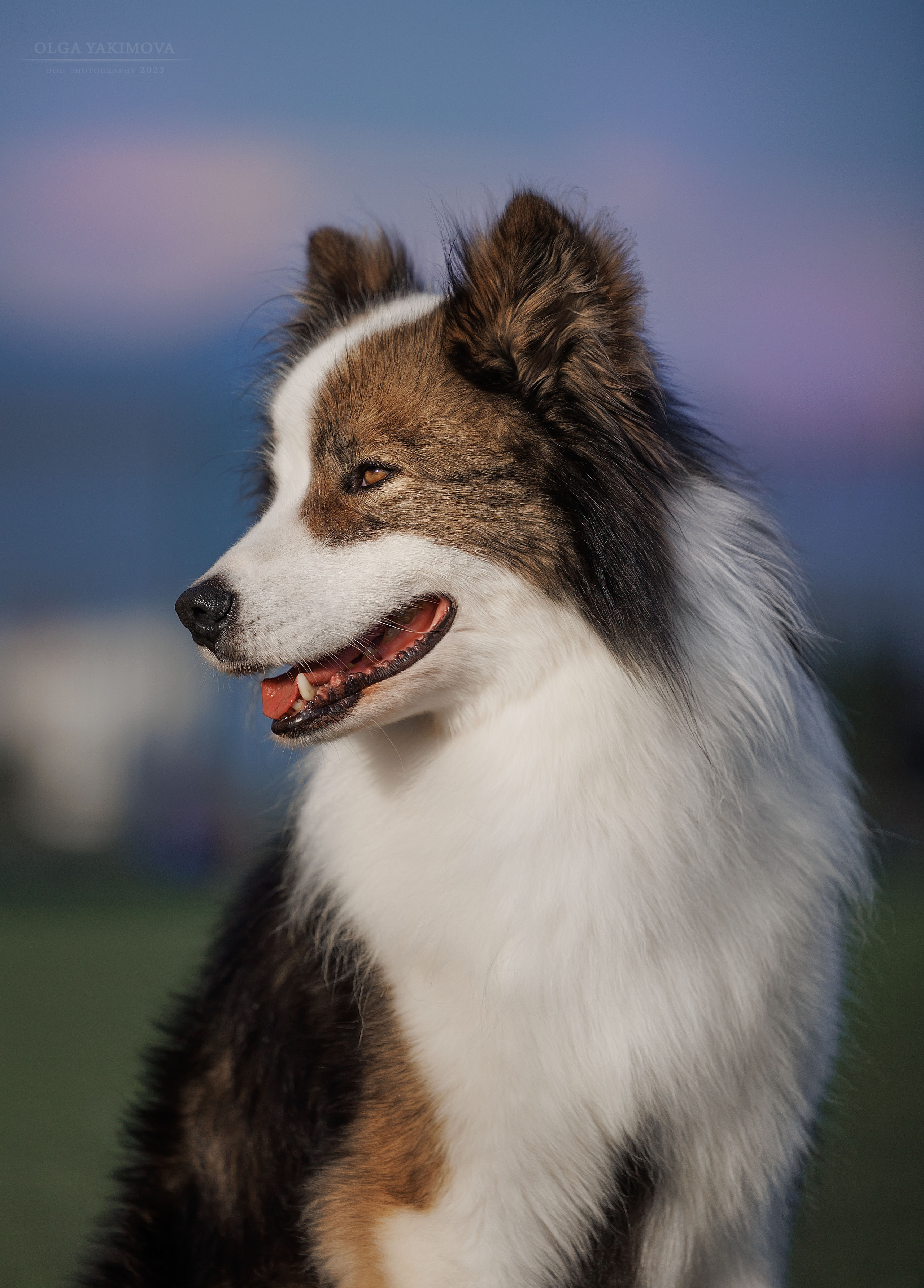 Фотограф на выставке, фотограф анималист