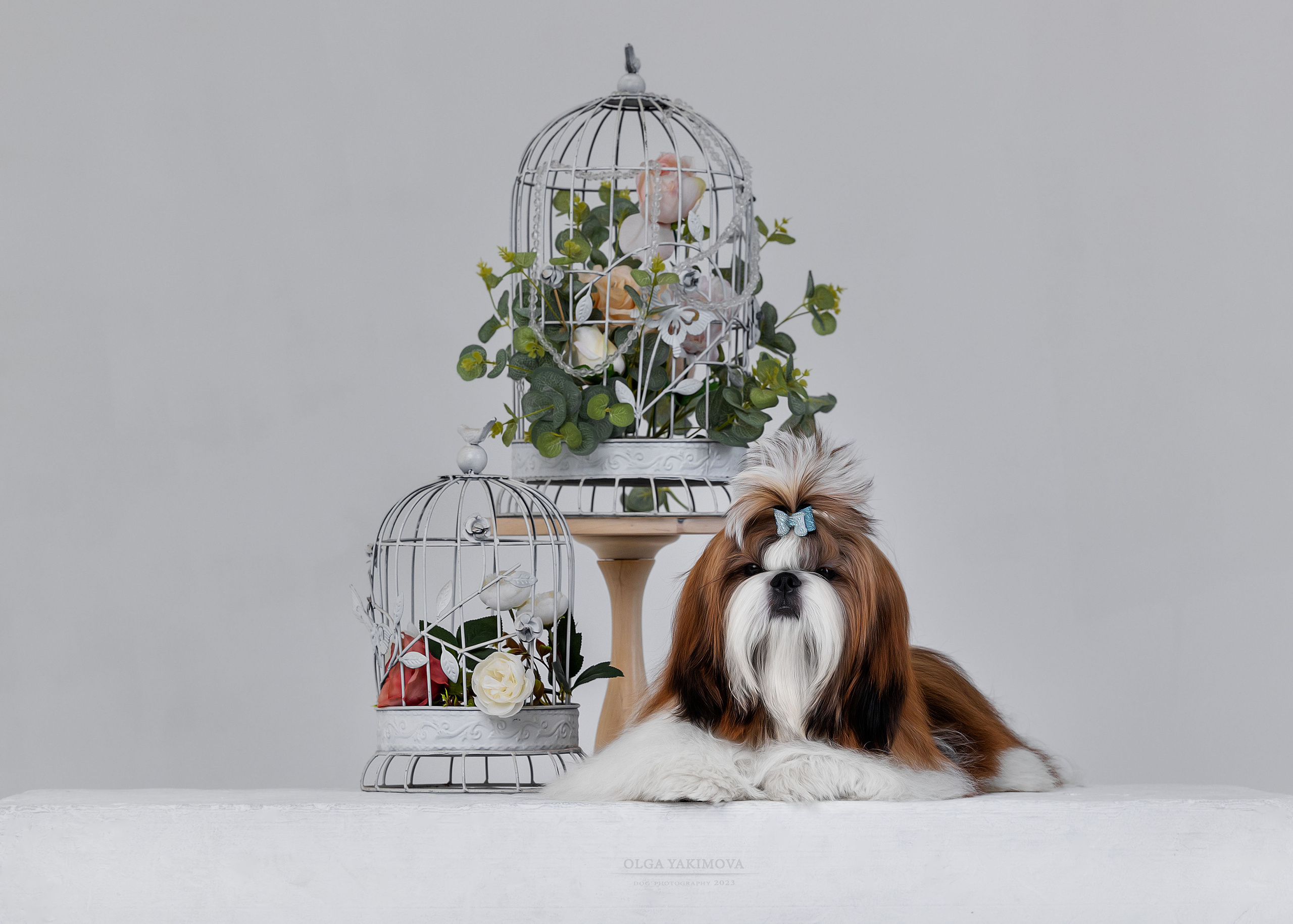 Ши-тцу. Фотограф