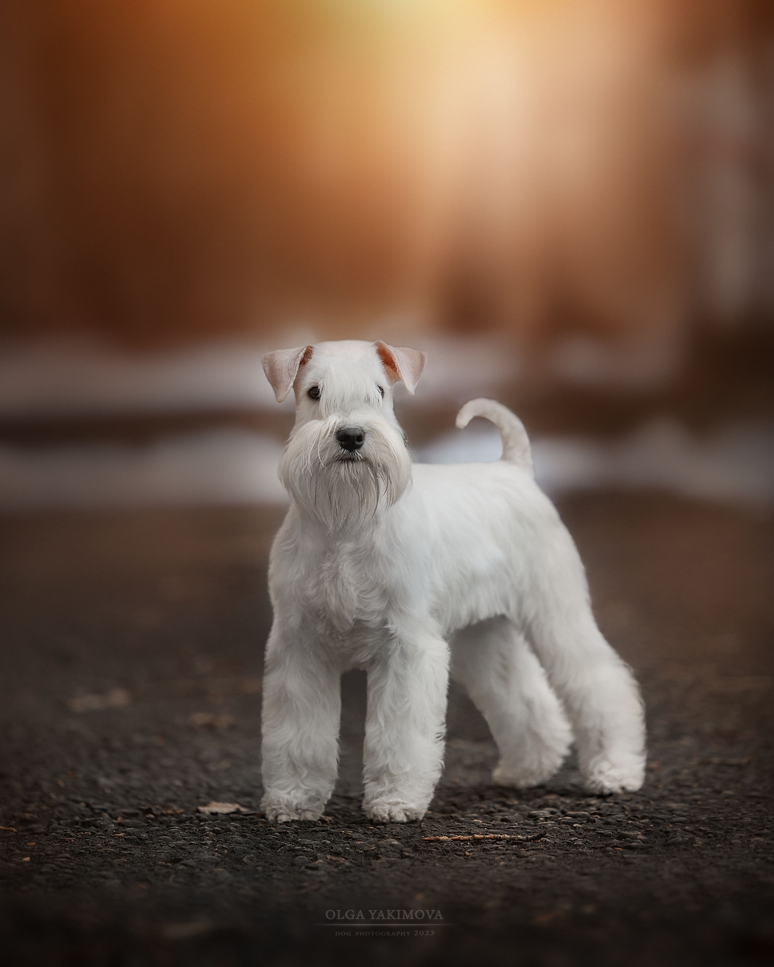 Фотограф на выставке, фотограф анималист