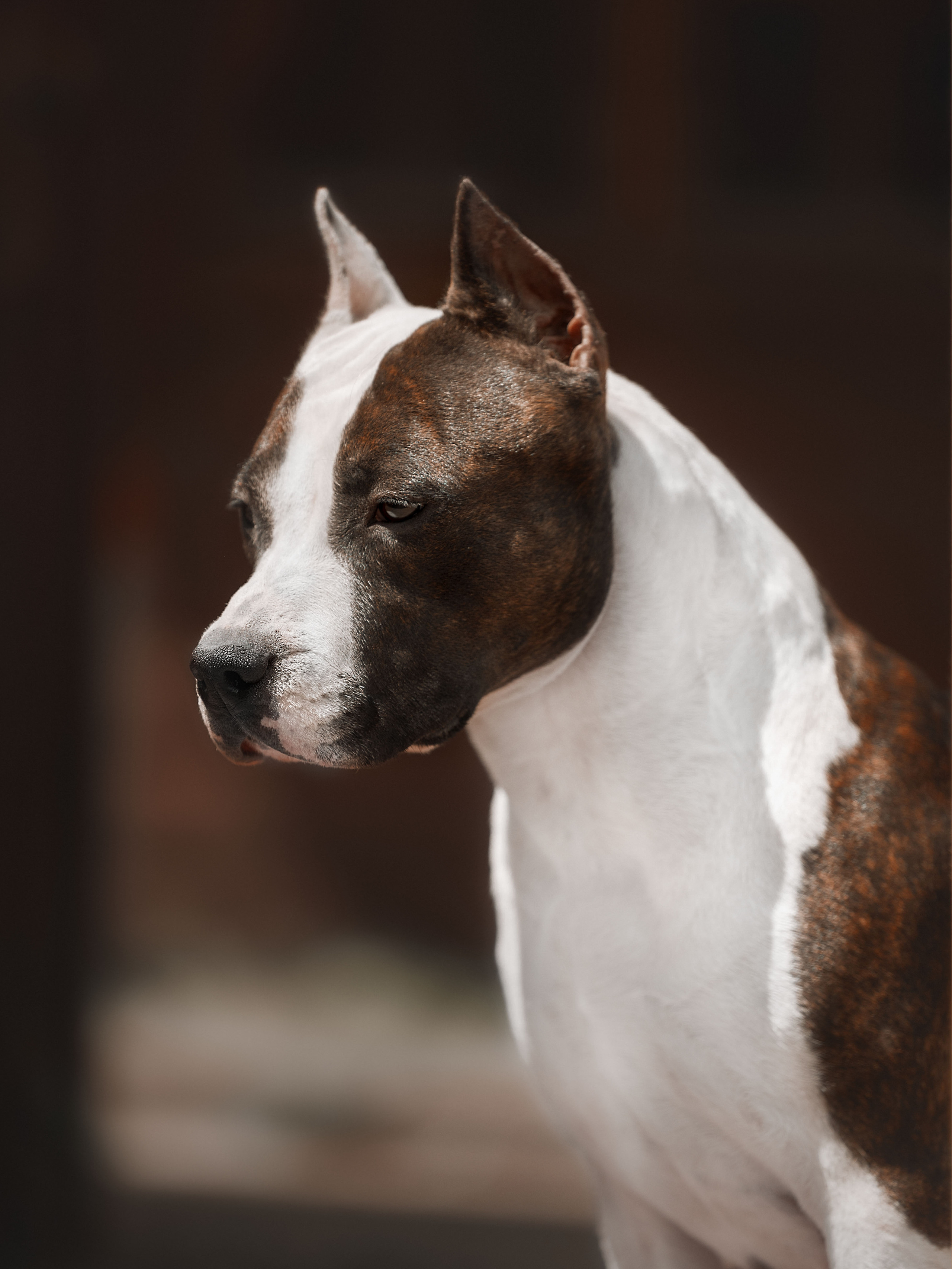 Фотограф на выставке, фотограф анималист