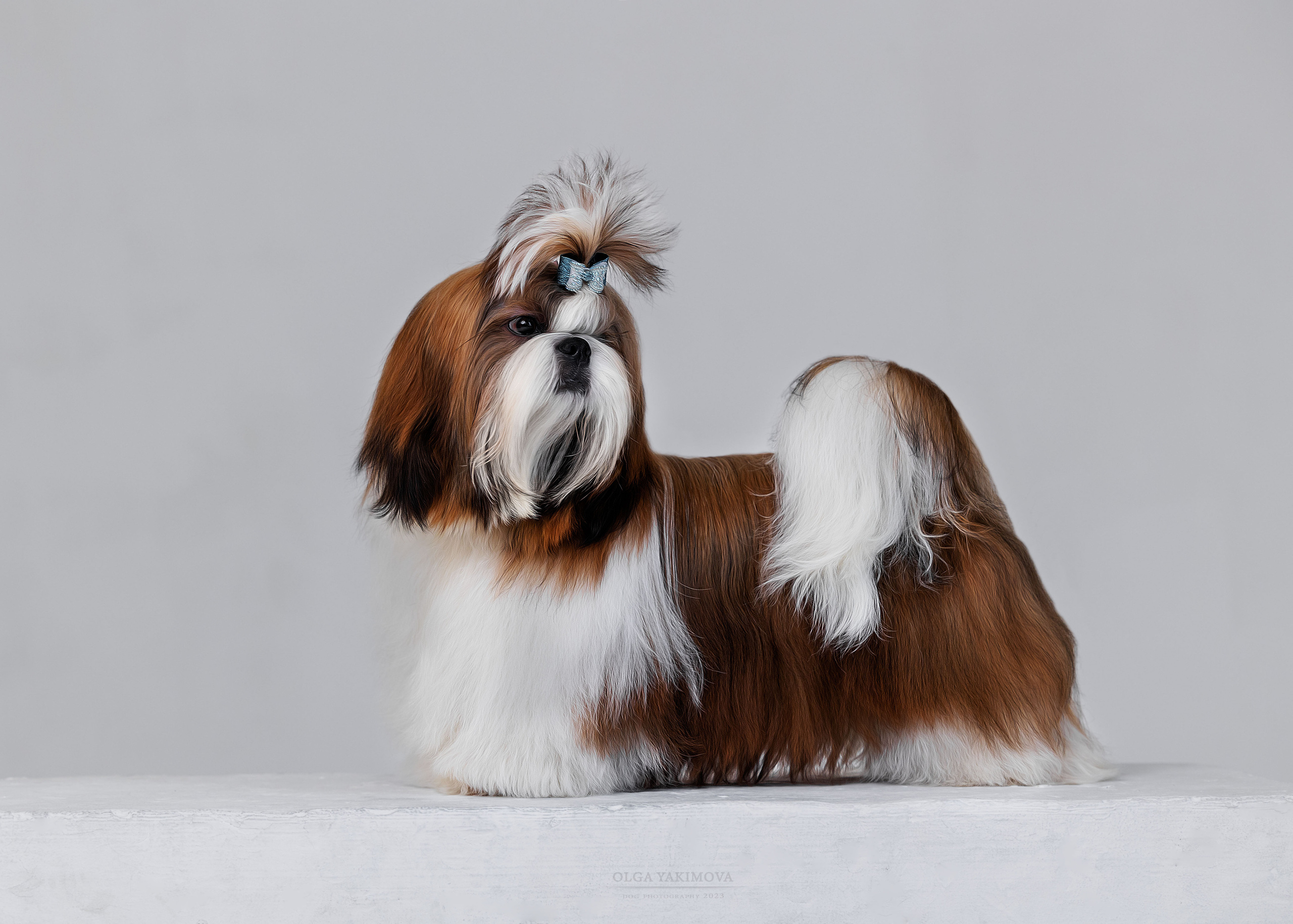 Ши-тцу. Фотограф