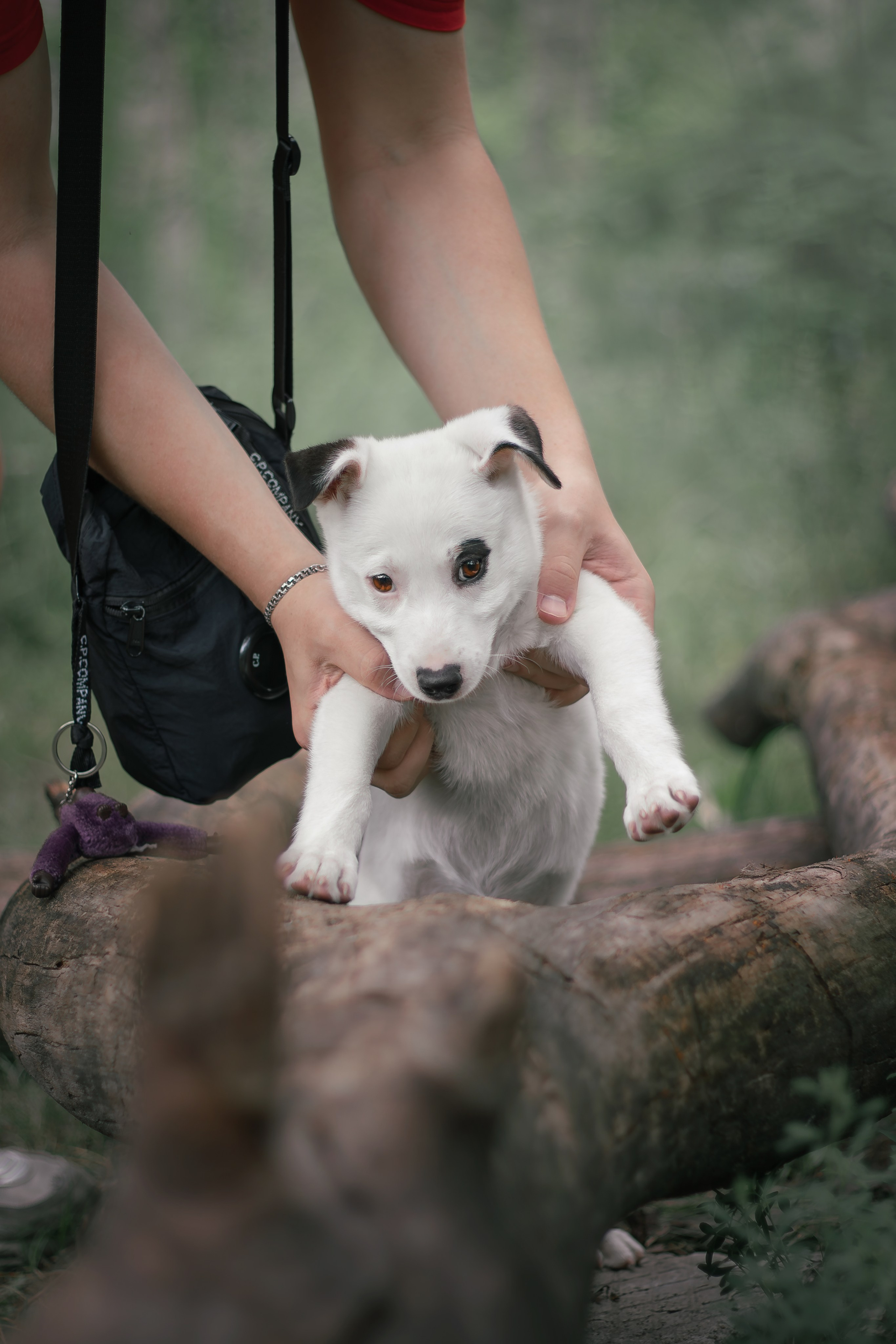 Фотосессия «Булка и Артём» — первый щенок, утренний свет, художественные фото | Воронеж, Липецк. Фотограф — анималист Алина Иванова