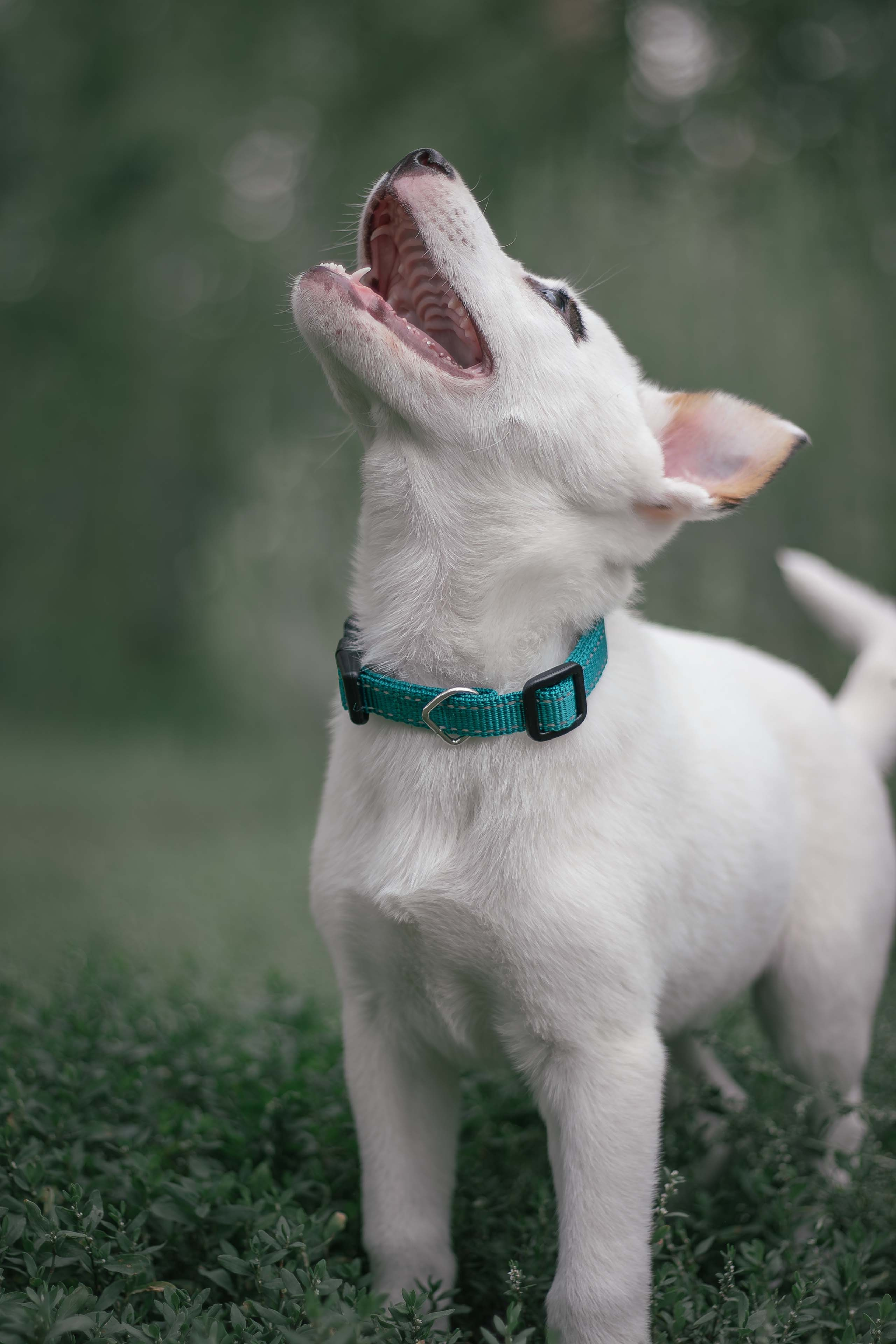 Портфолио фотографа-анималиста из Воронежа Алины Ивановой. Фотограф — анималист Алина Иванова