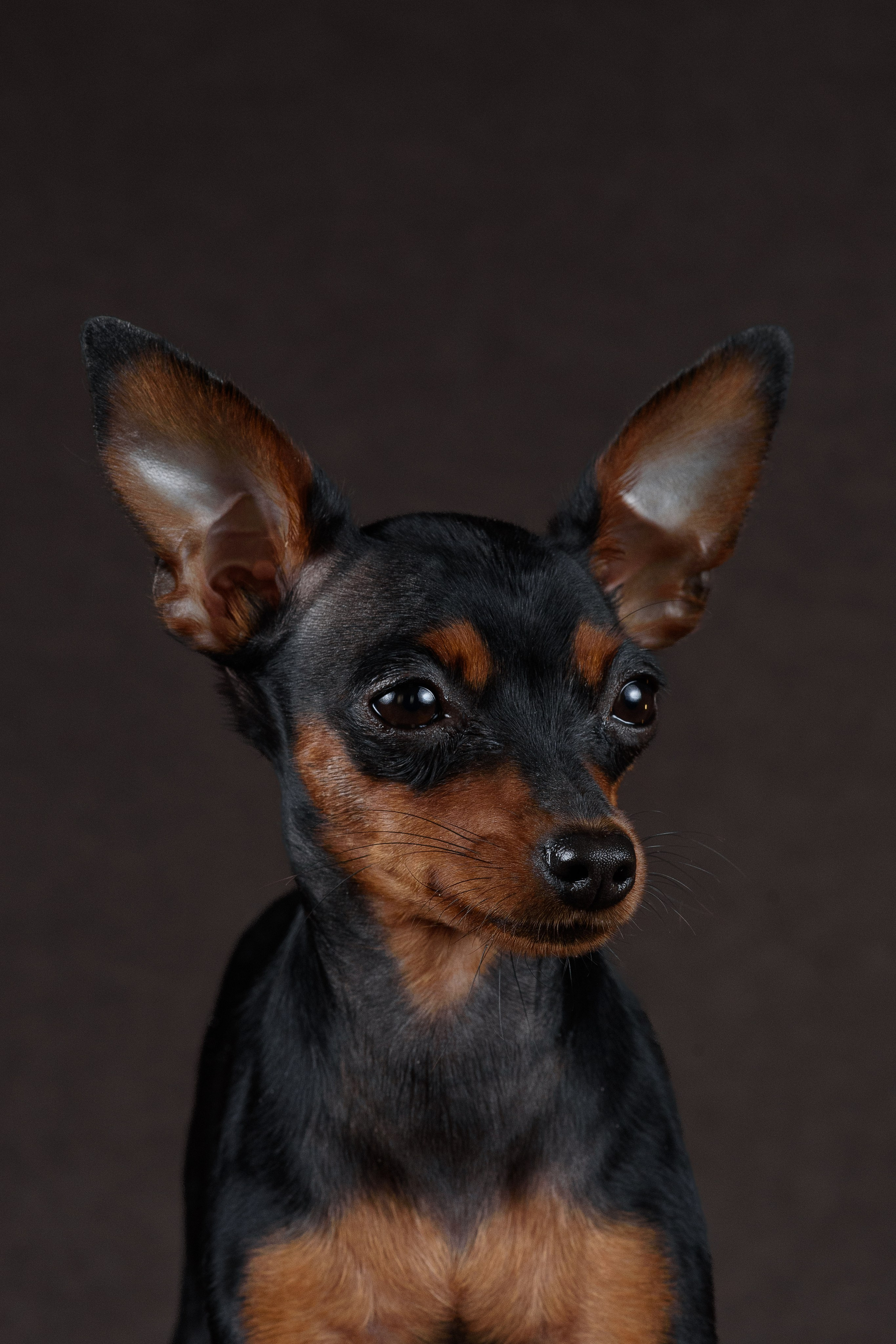 Пражский крысарик Лия — 15.03.2024. Фотограф — Анималист | Анна Абрамова