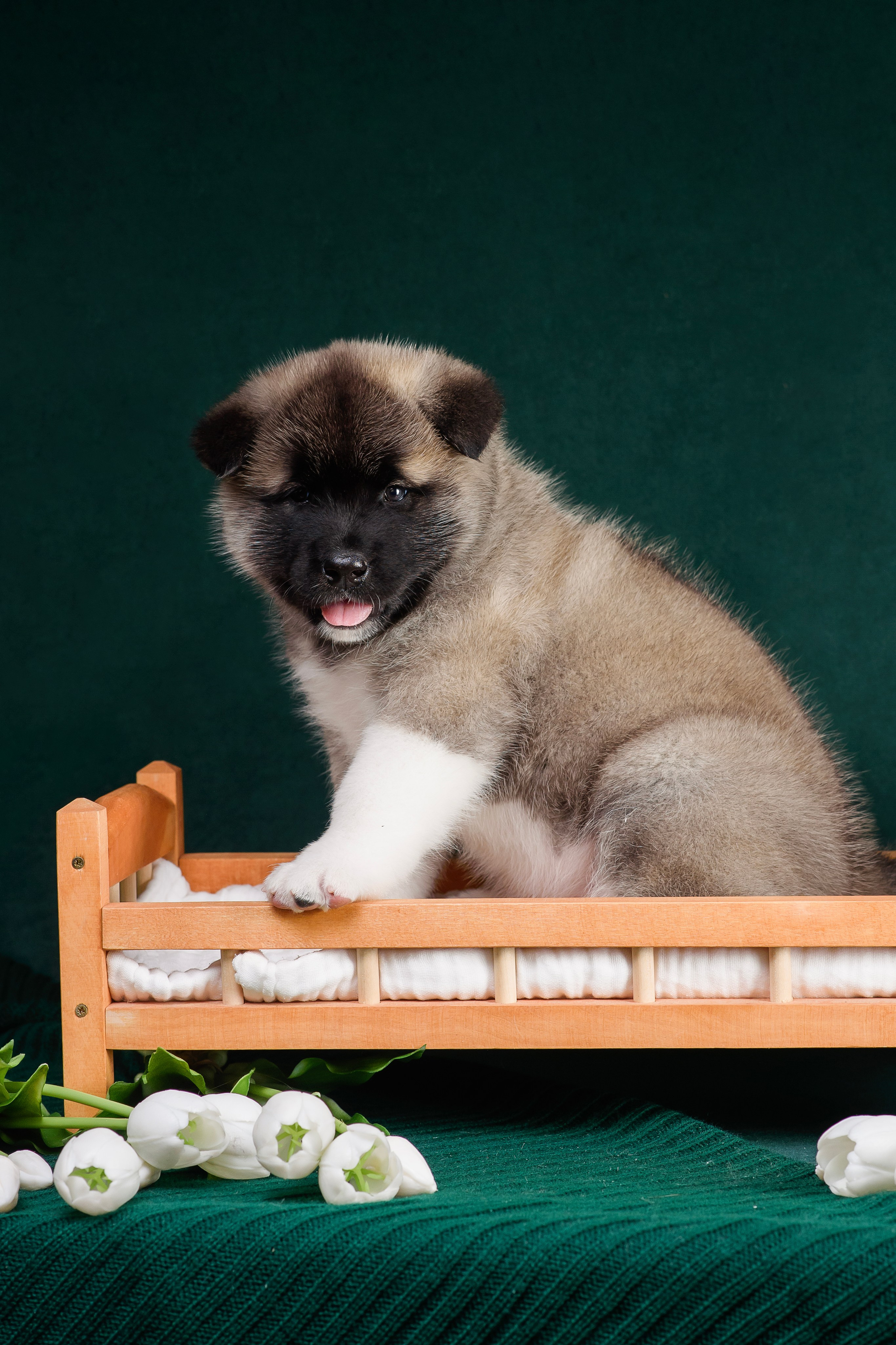 Щенки Американской Акиты. Фотограф — Анималист | Анна Абрамова