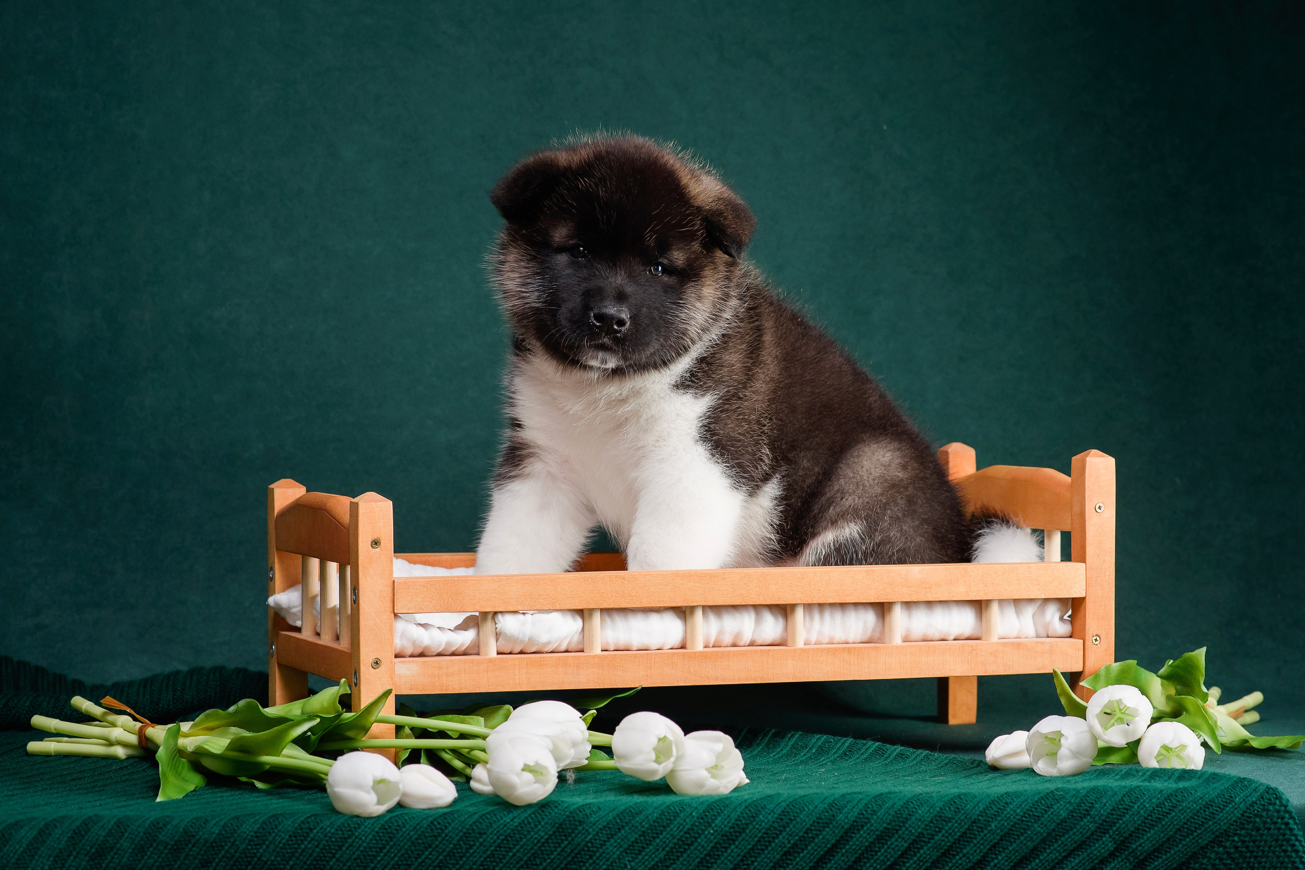 Щенки Американской Акиты. Фотограф — Анималист | Анна Абрамова