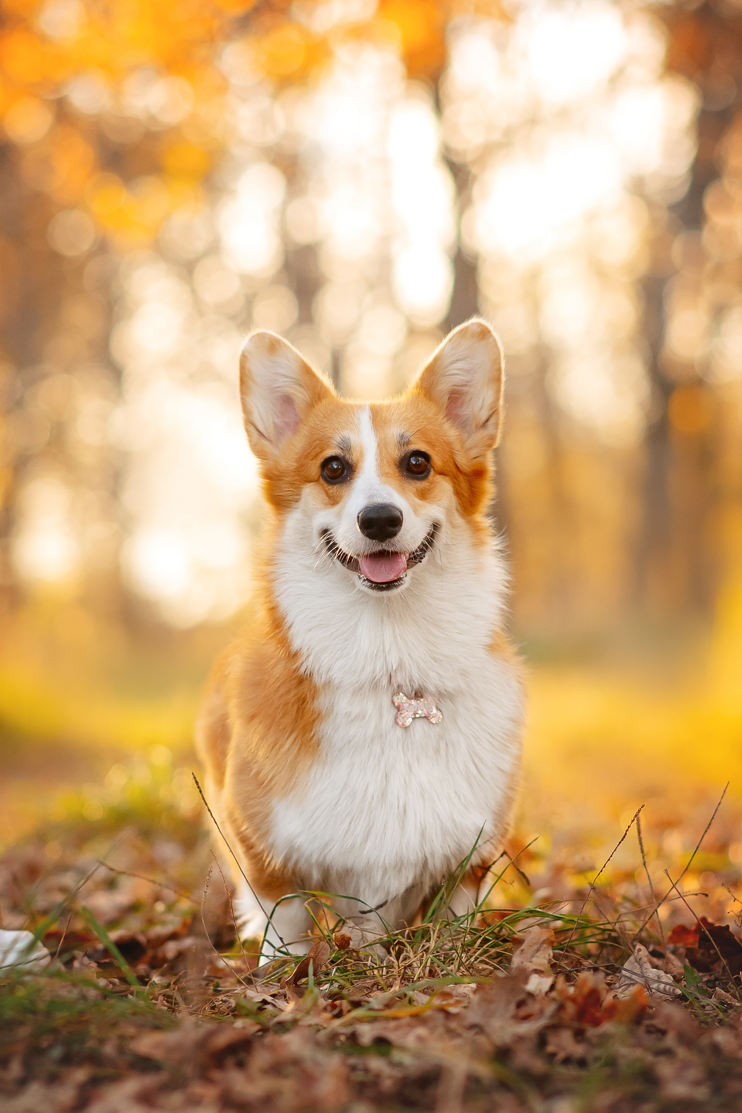 Фотограф — Анималист | Анна Абрамова