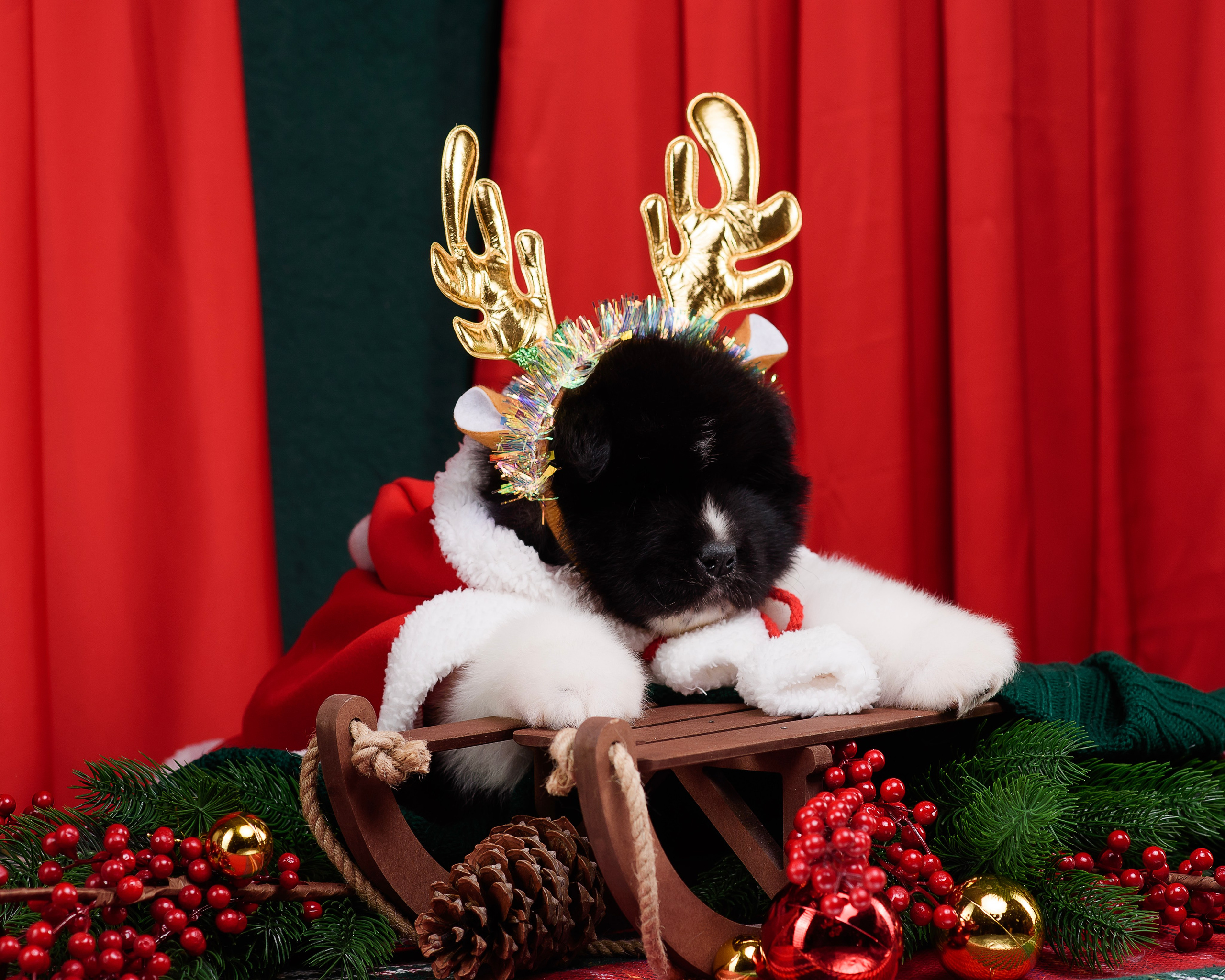 Щенки Американской Акиты. Фотограф — Анималист | Анна Абрамова