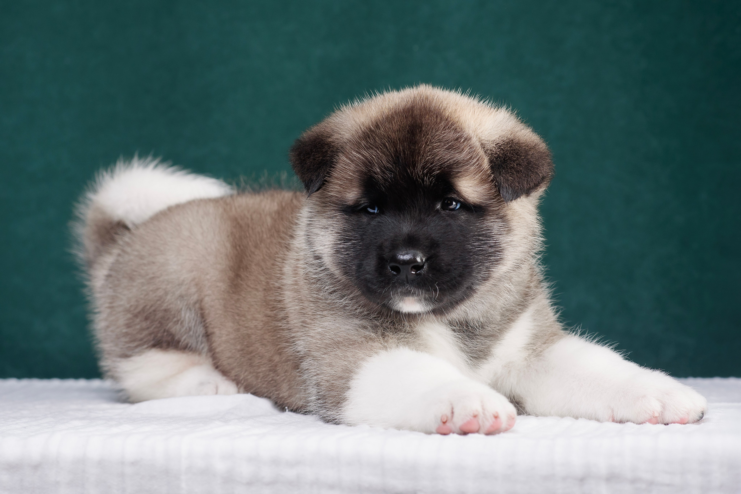 Щенки Американской Акиты. Фотограф — Анималист | Анна Абрамова