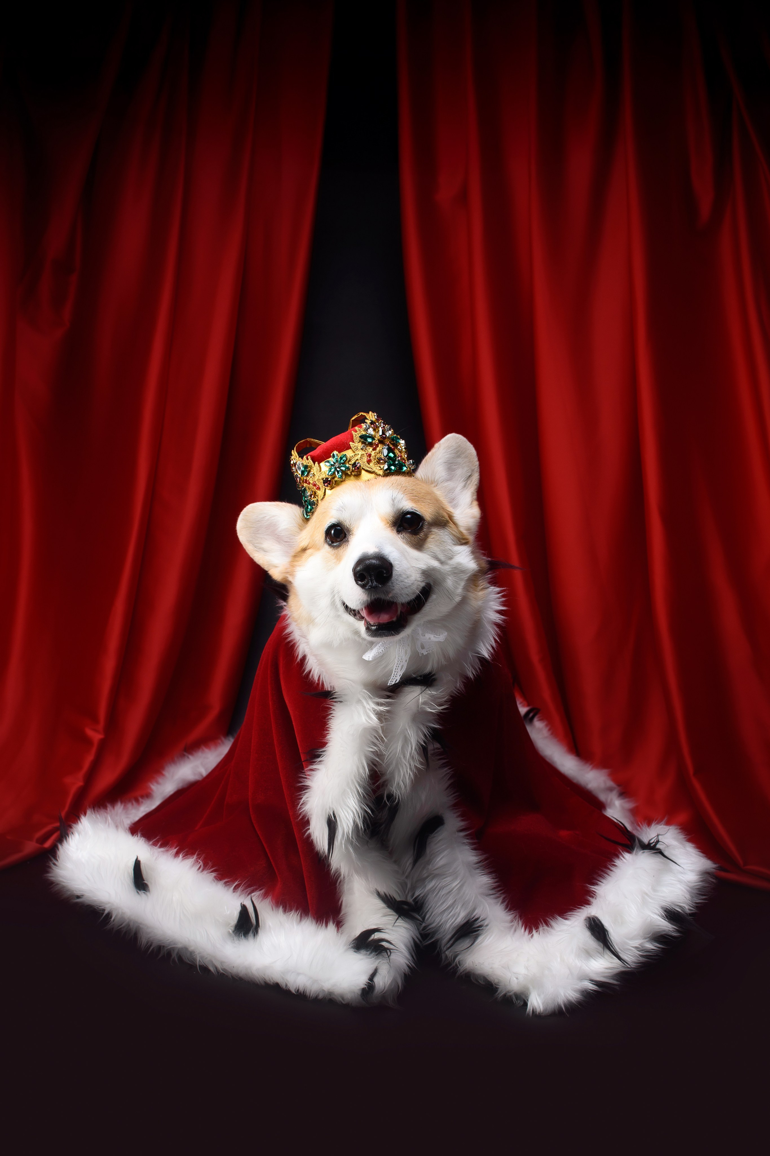 Королевская съемка — 20.05.2025. Фотограф — Анималист | Анна Абрамова