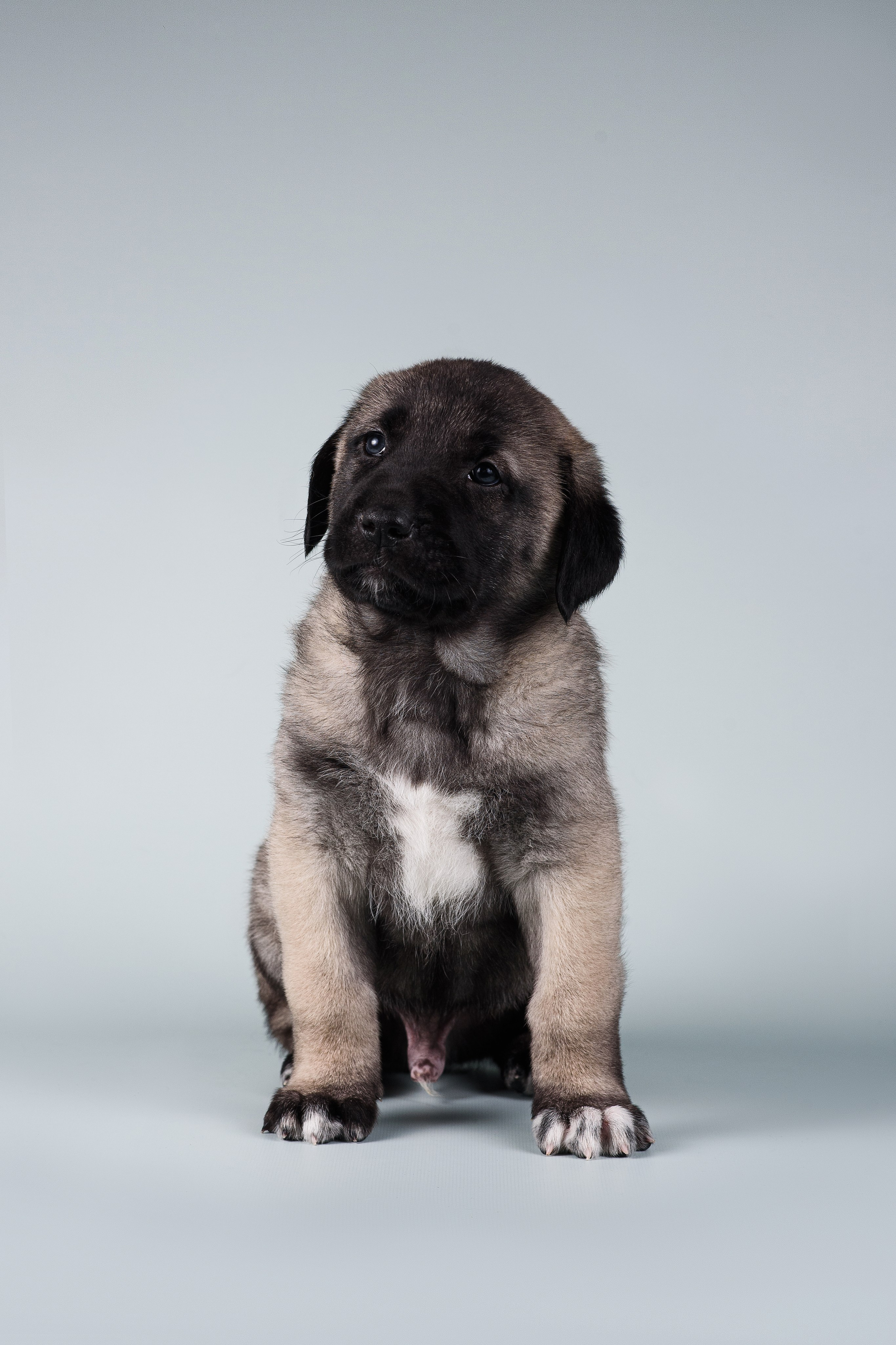Щенки Кангальской овчарки. Фотограф — Анималист | Анна Абрамова