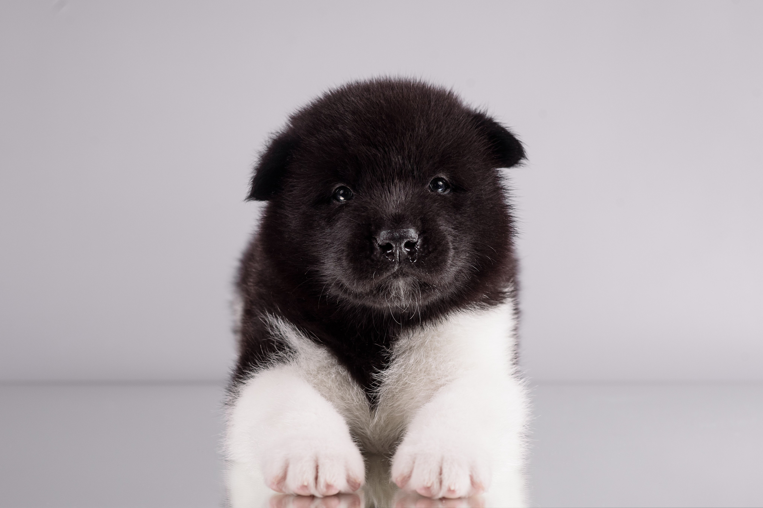 Щенки Американской Акиты — 04.11.2024. Фотограф — Анималист | Анна Абрамова