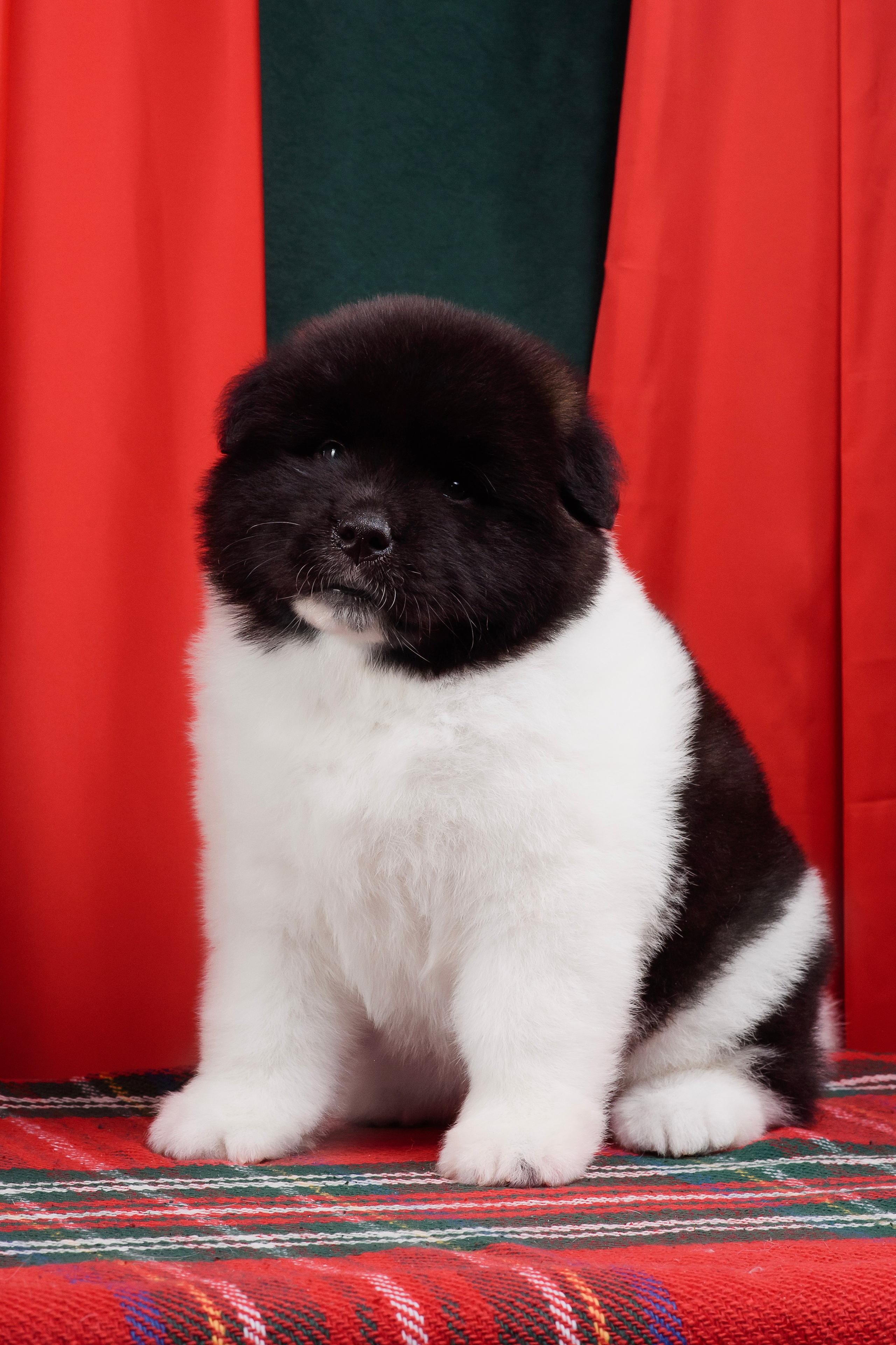 Щенки Американской Акиты. Фотограф — Анималист | Анна Абрамова