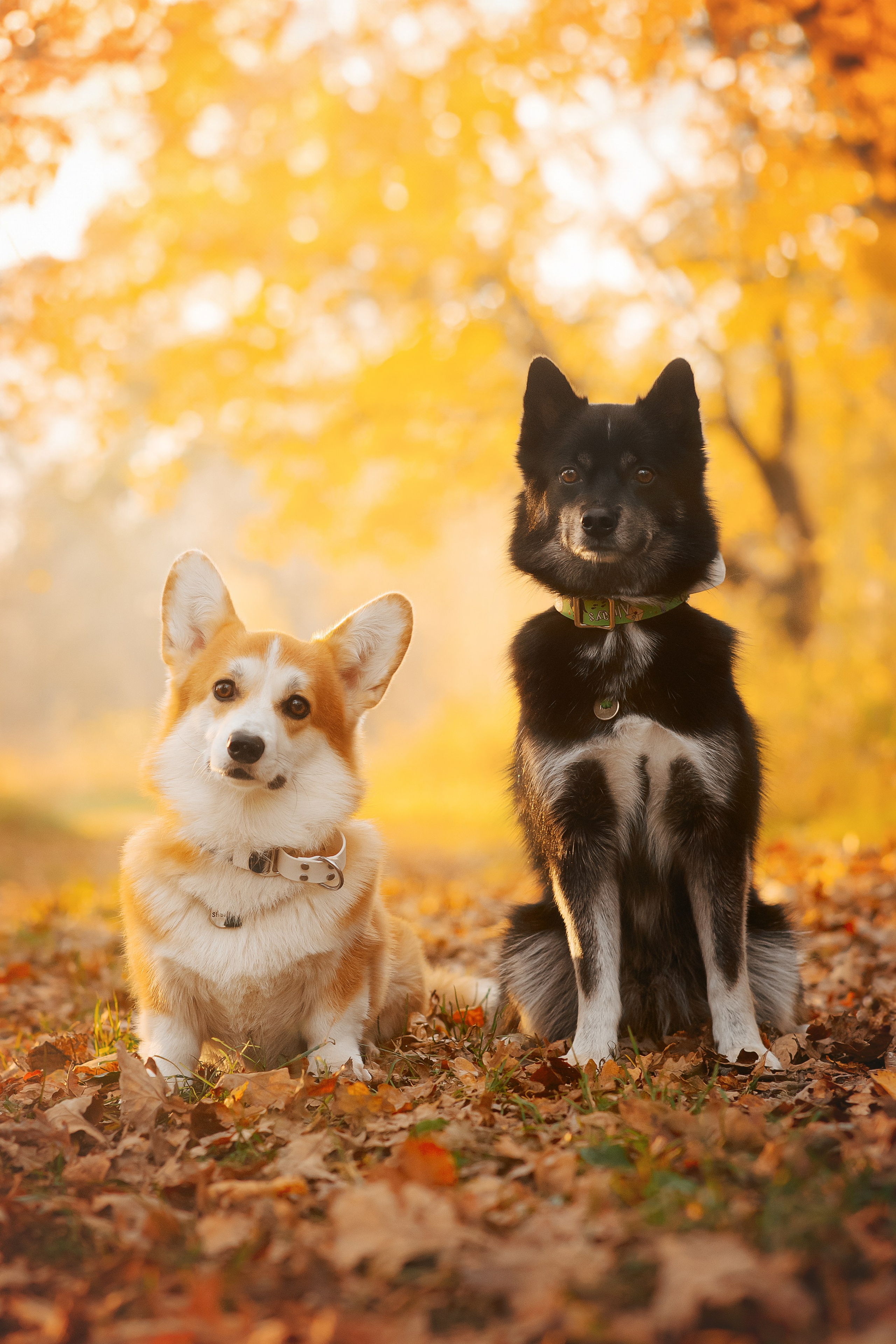 Максим, Надя, Рой и Шелби — 13.10.2024. Фотограф — Анималист | Анна Абрамова