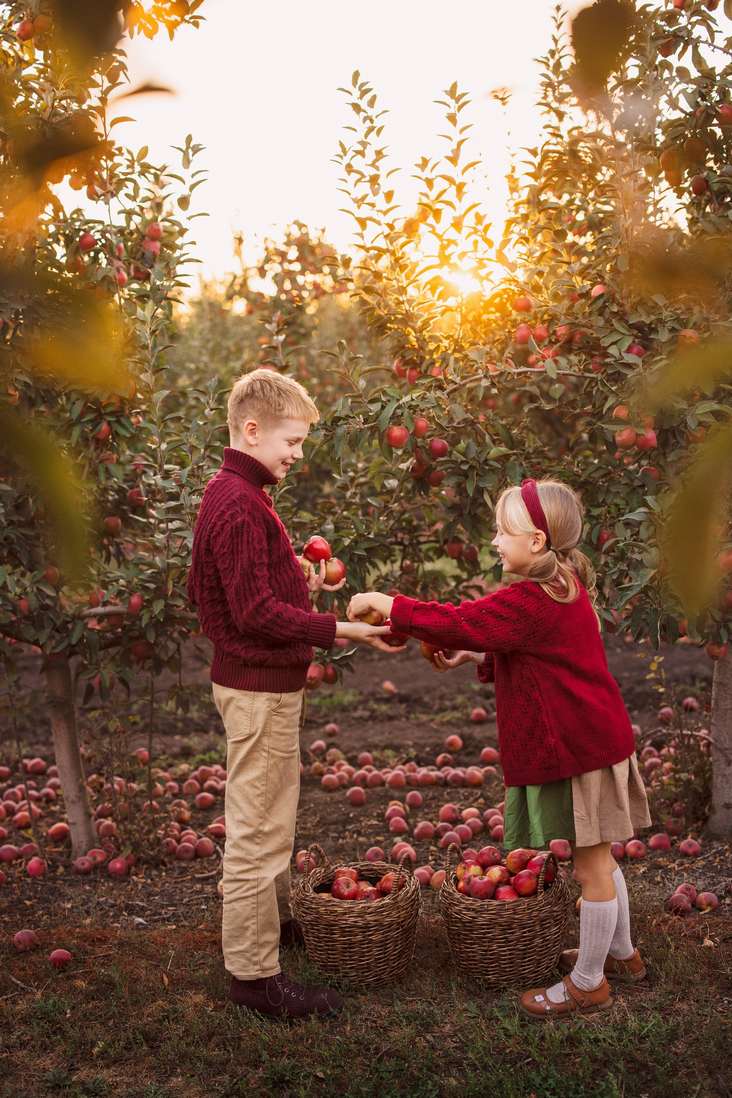 Сбор урожая Яблок. Семейный и детский фотограф в Краснодаре Анна Трашкова