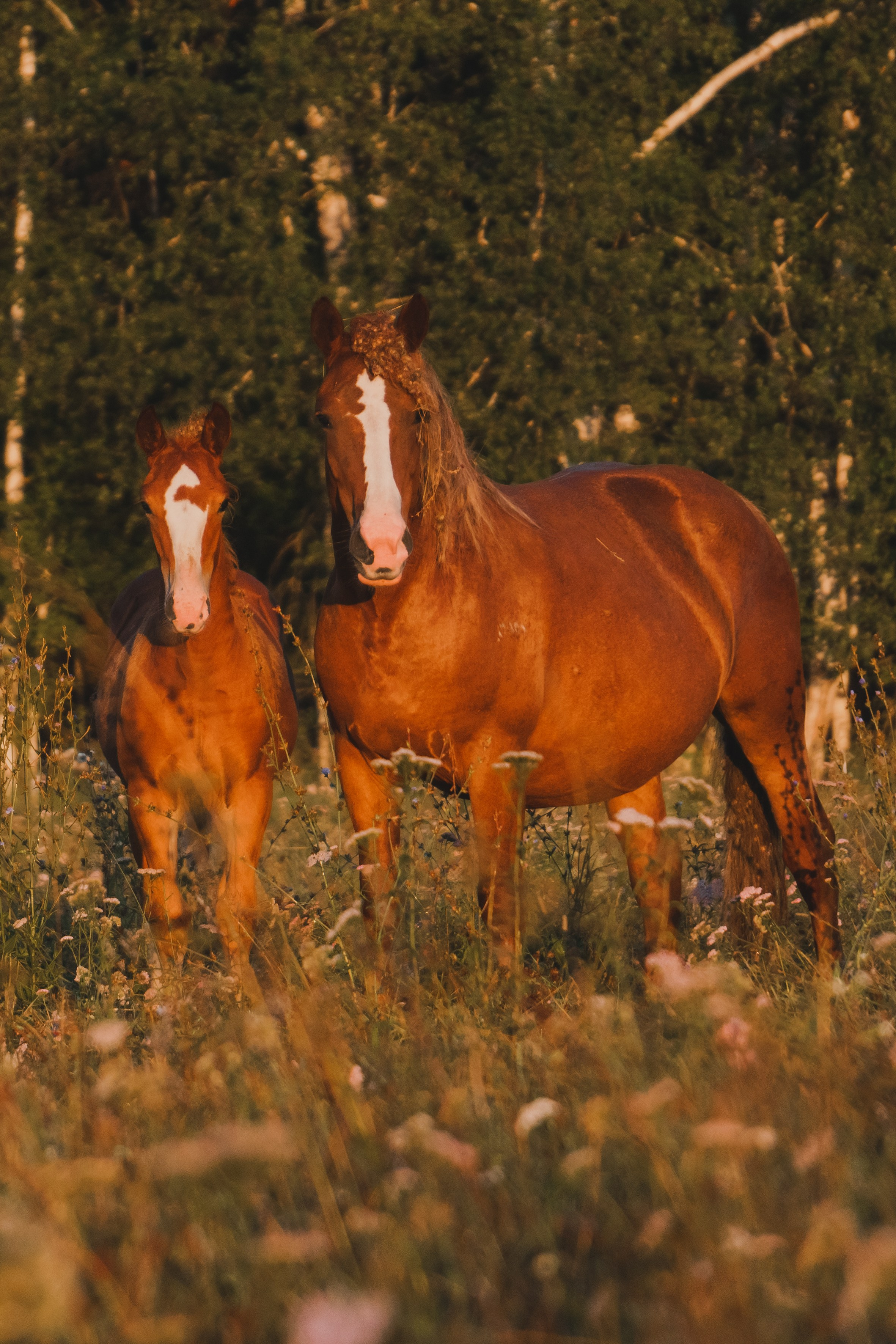 Life with horse. Saamill