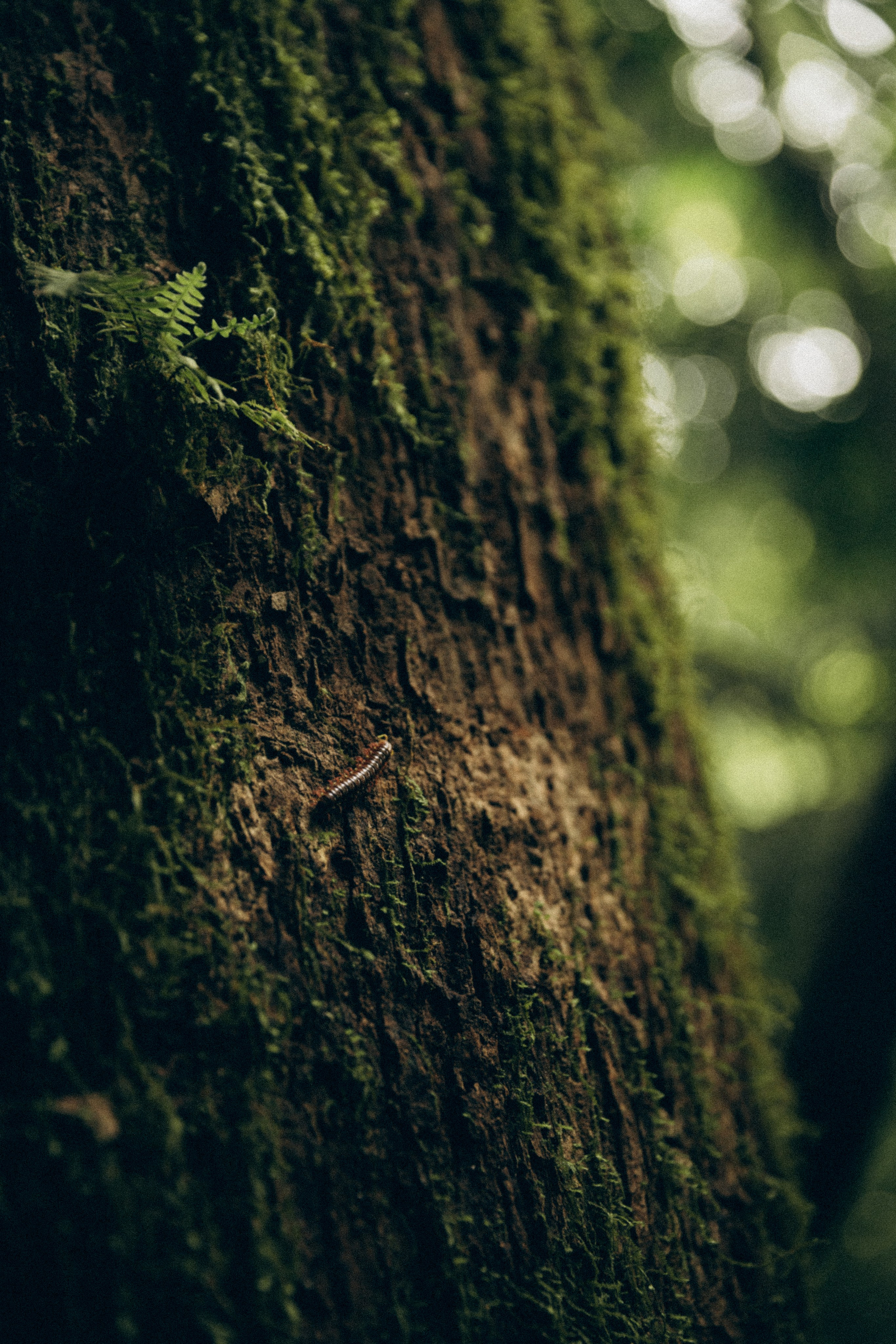 Vicky. Портретный фотограф / Панама / Анастасия Елизарова
