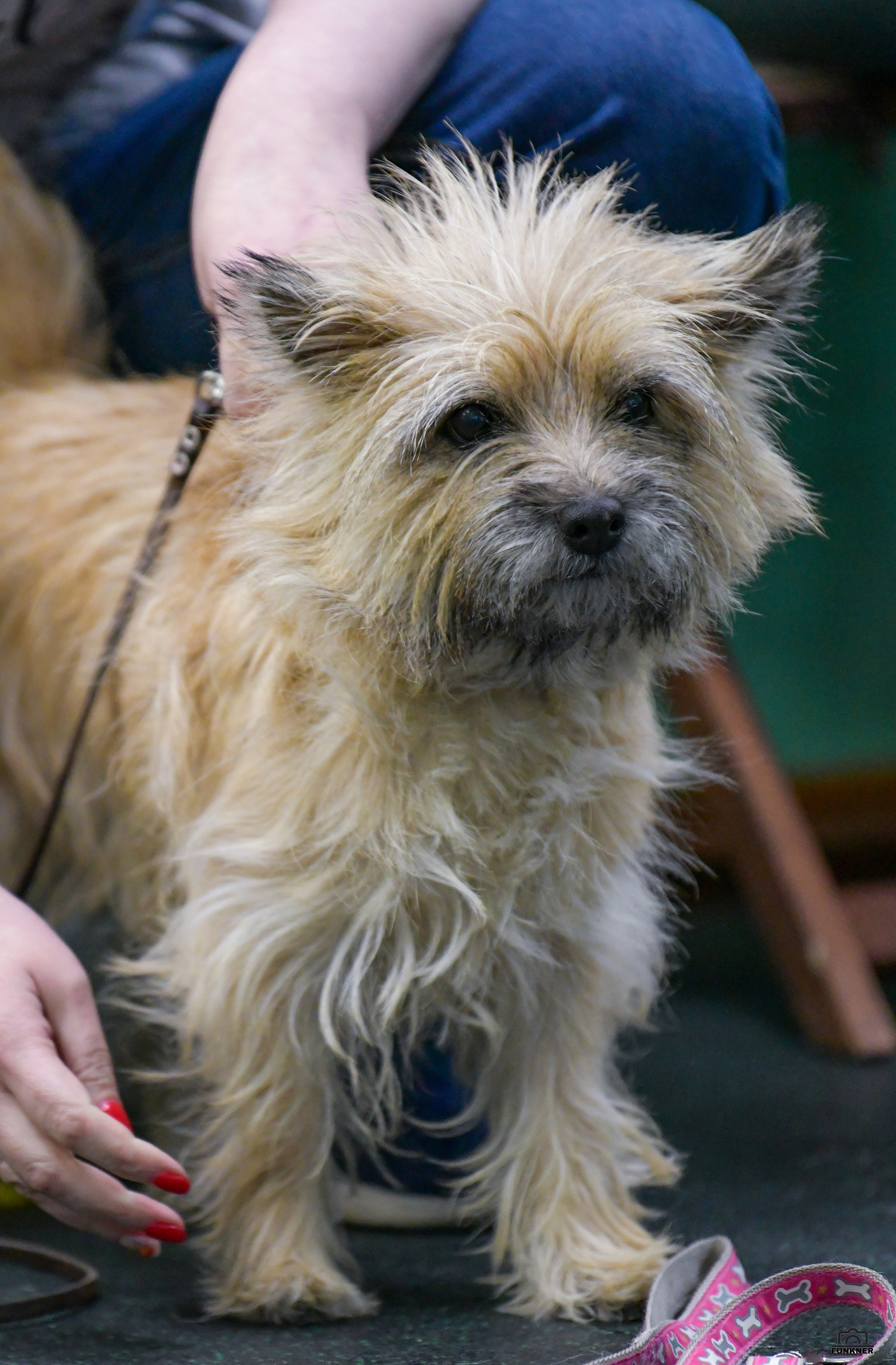 Кинологический клуб «Бодрый хвост». Свой взгляд через объектив