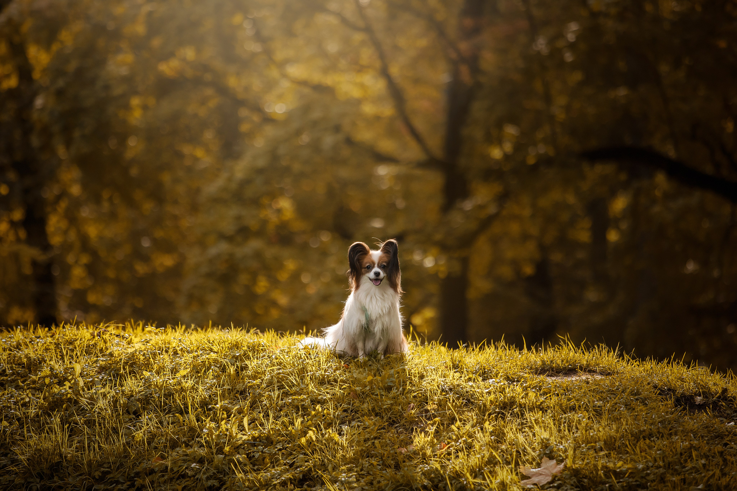 Ваня и его семья. Фотограф — Анималист | Санкт-Петербург