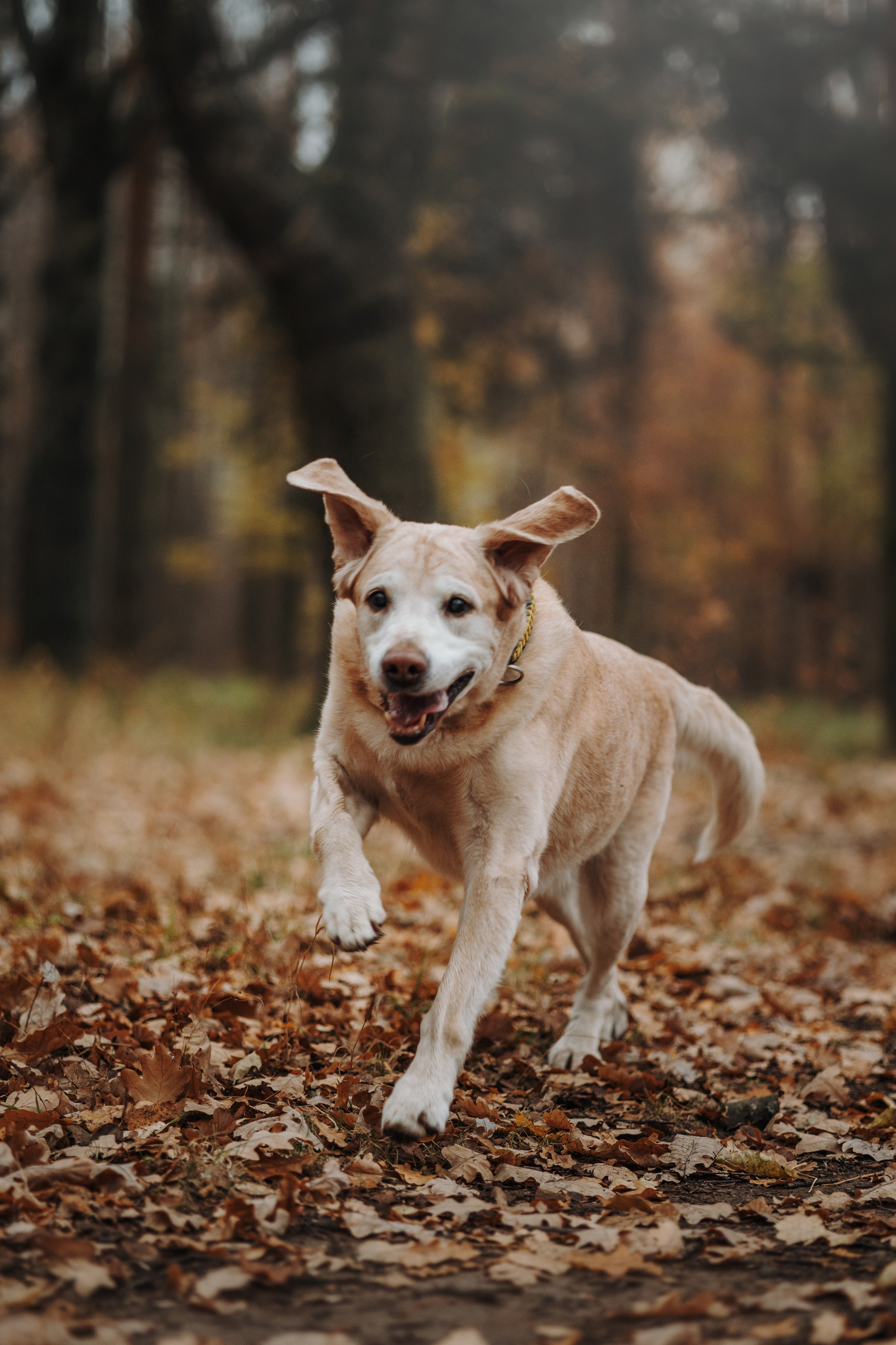 Оксана и Барон. Фотограф — Анималист | Санкт-Петербург