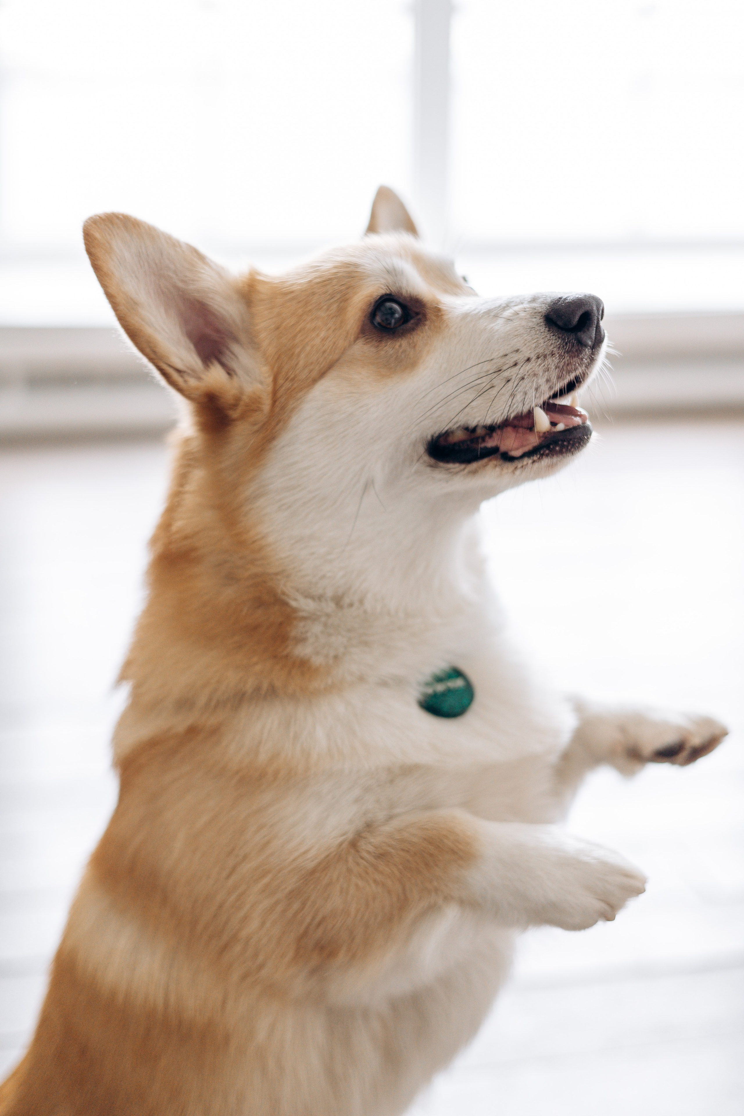 Ричи и его семья. Фотограф — Анималист | Санкт-Петербург