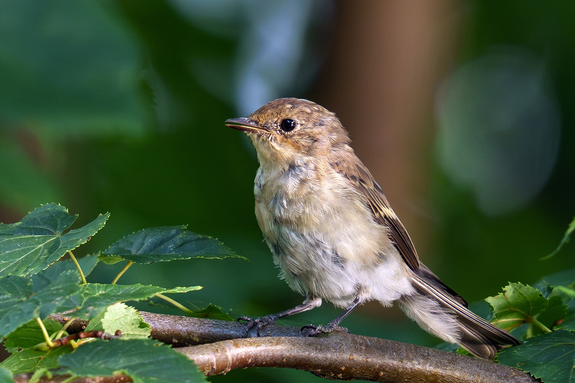 Удивительные мир птиц. Вокруг нас столько прекрасного — присмотритесь!. Ваш личный фотограф Марина Волкова