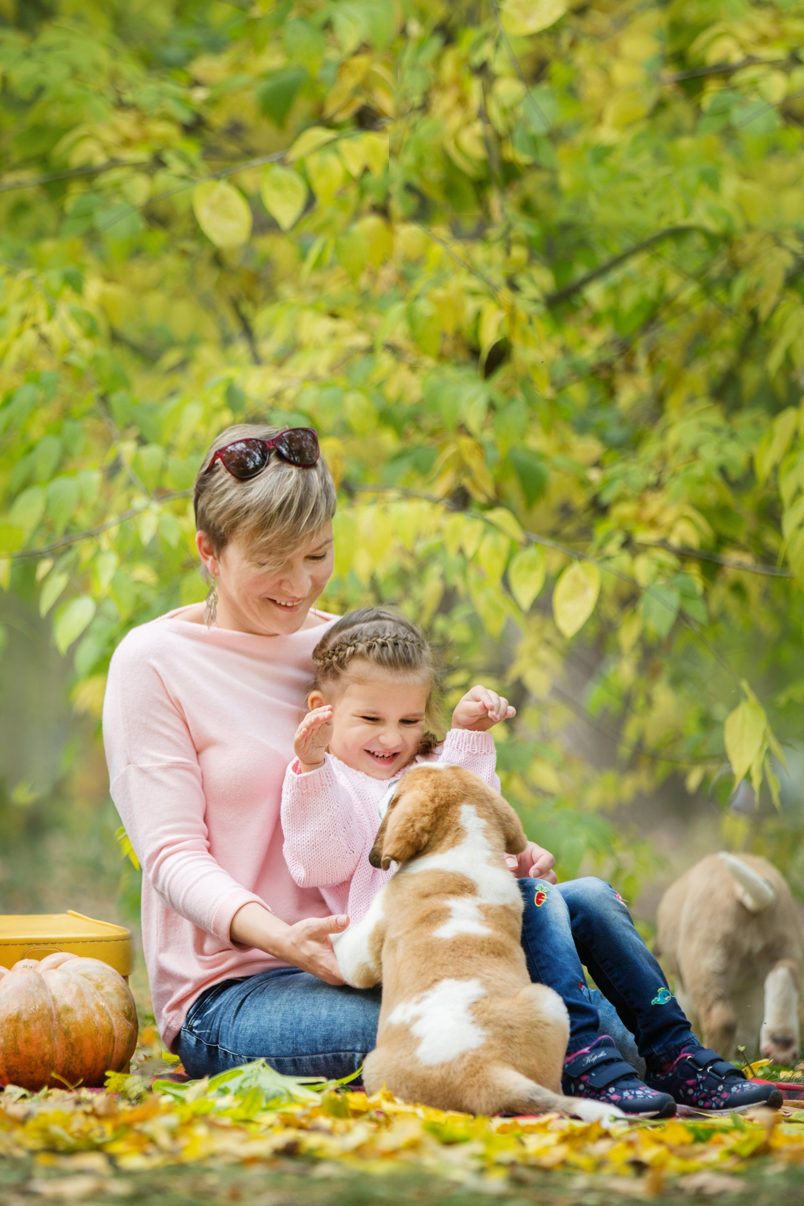 Щенки Сенбернары. Октябрь. Свадебный семейный и детский фотограф в Краснодаре Карина Федоровская