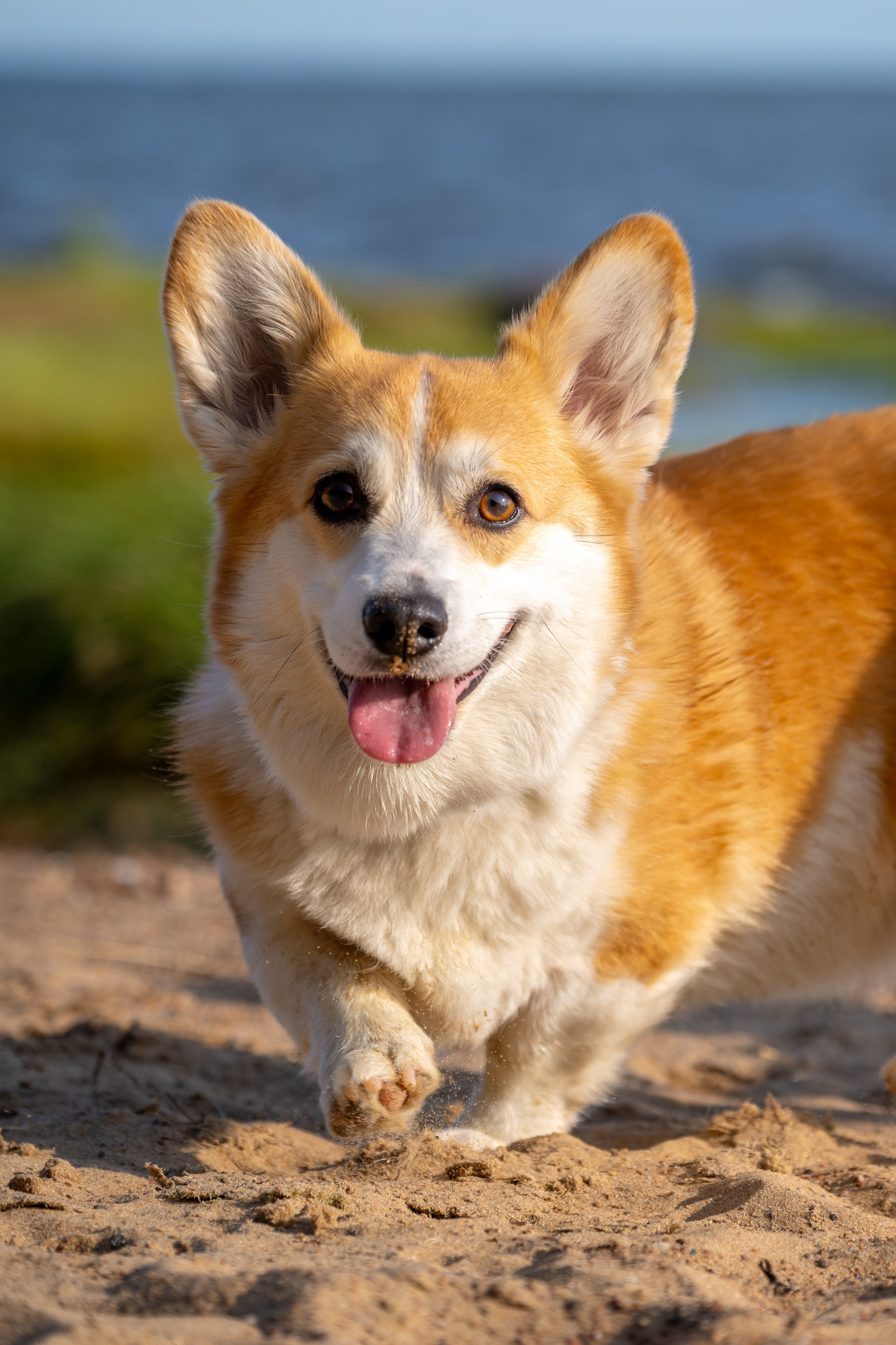 Портреты питомцев. Фотограф в Санкт-Петербурге Александра Ладыгина