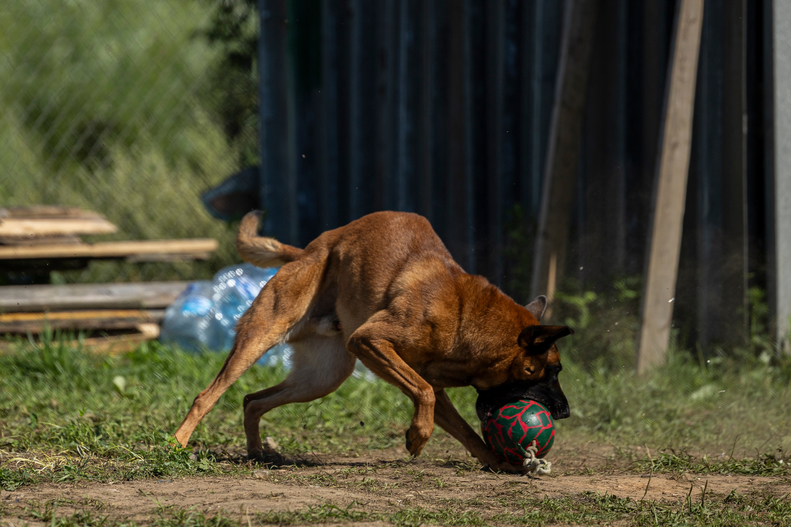 Соревнования по Мондьорингу г. Вологда 10-11.08.2024. Фотограф-анималист Анна Маринич