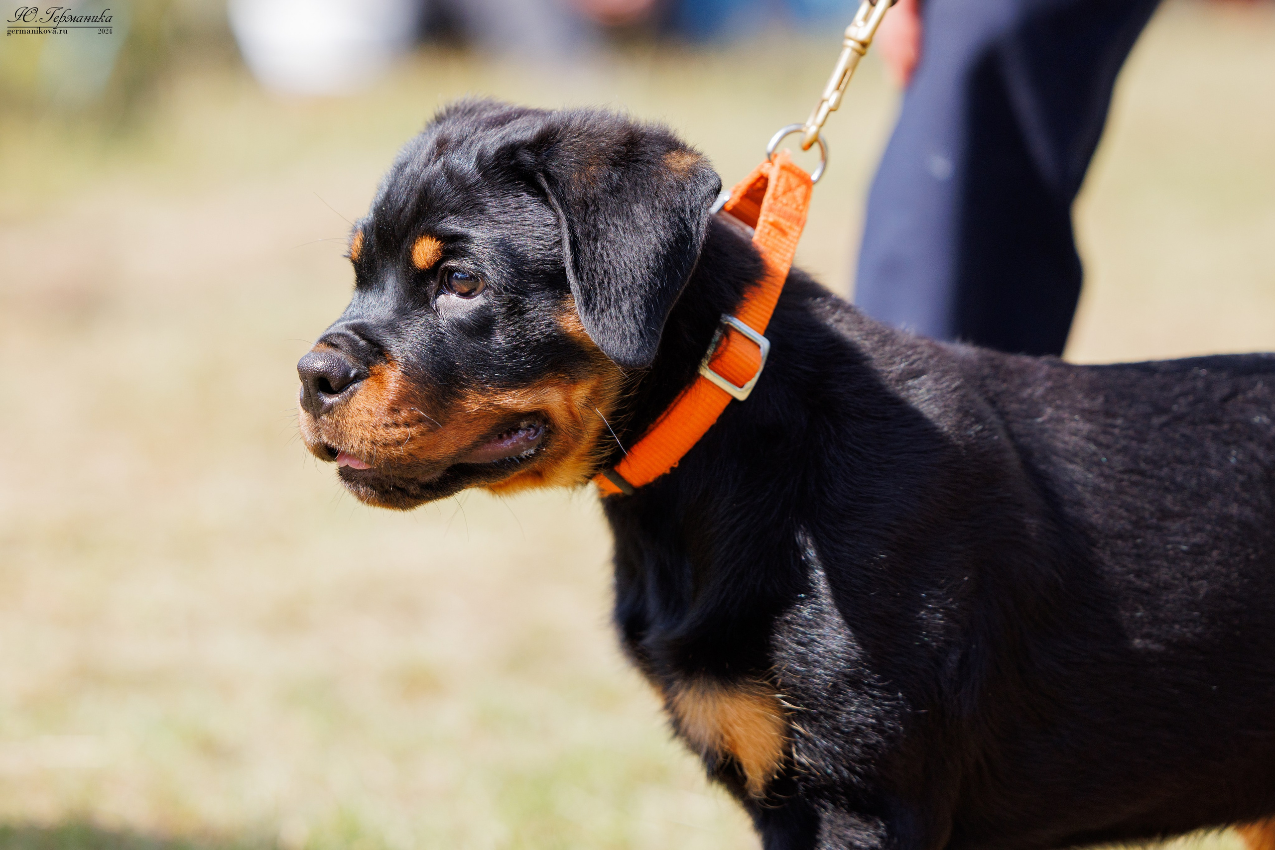 ПК и КЧК ротвейлеры Тверь 6-7.07.2024. Фотограф-анималист Юлия Германика