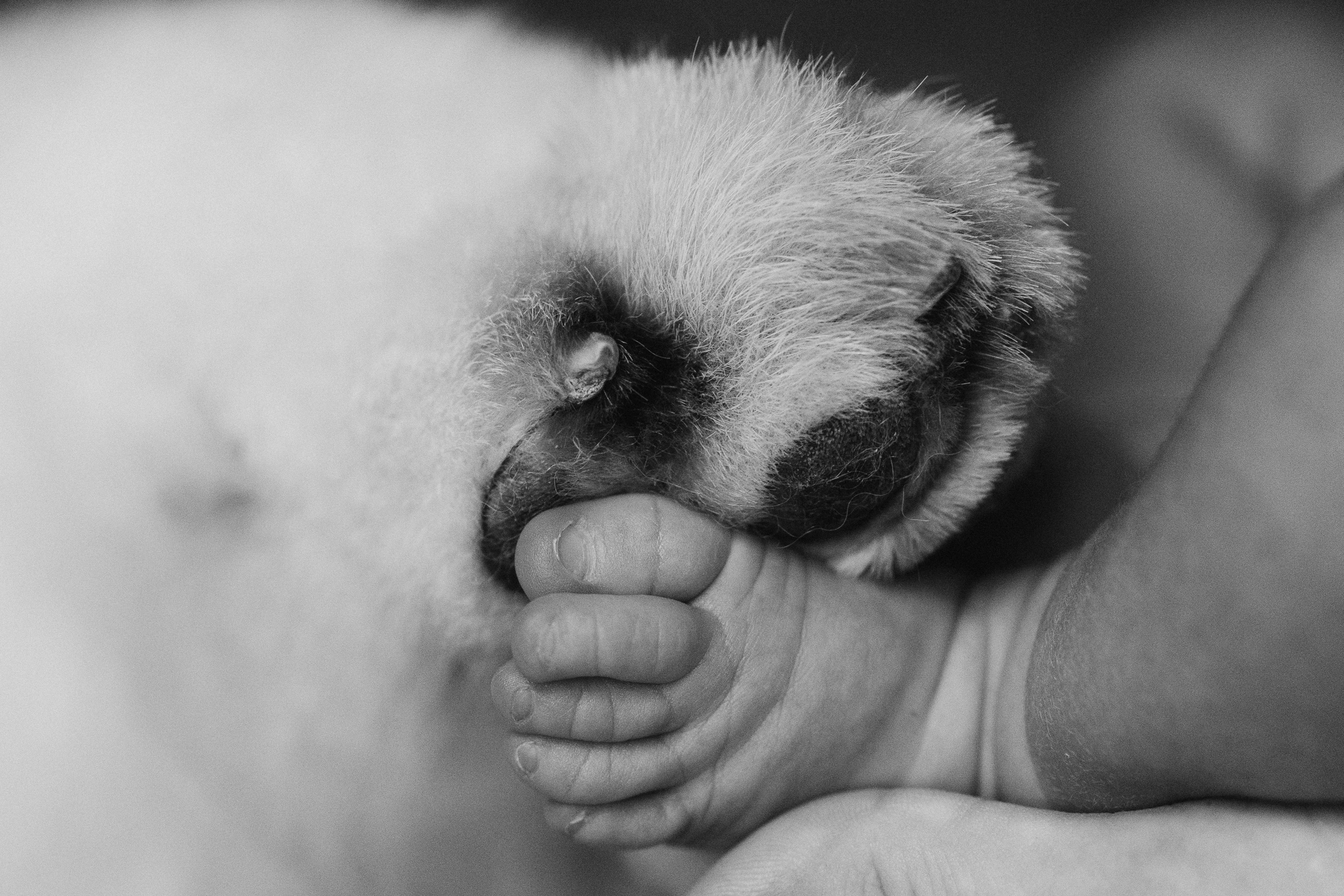 Василиса. Евгения Пелипас