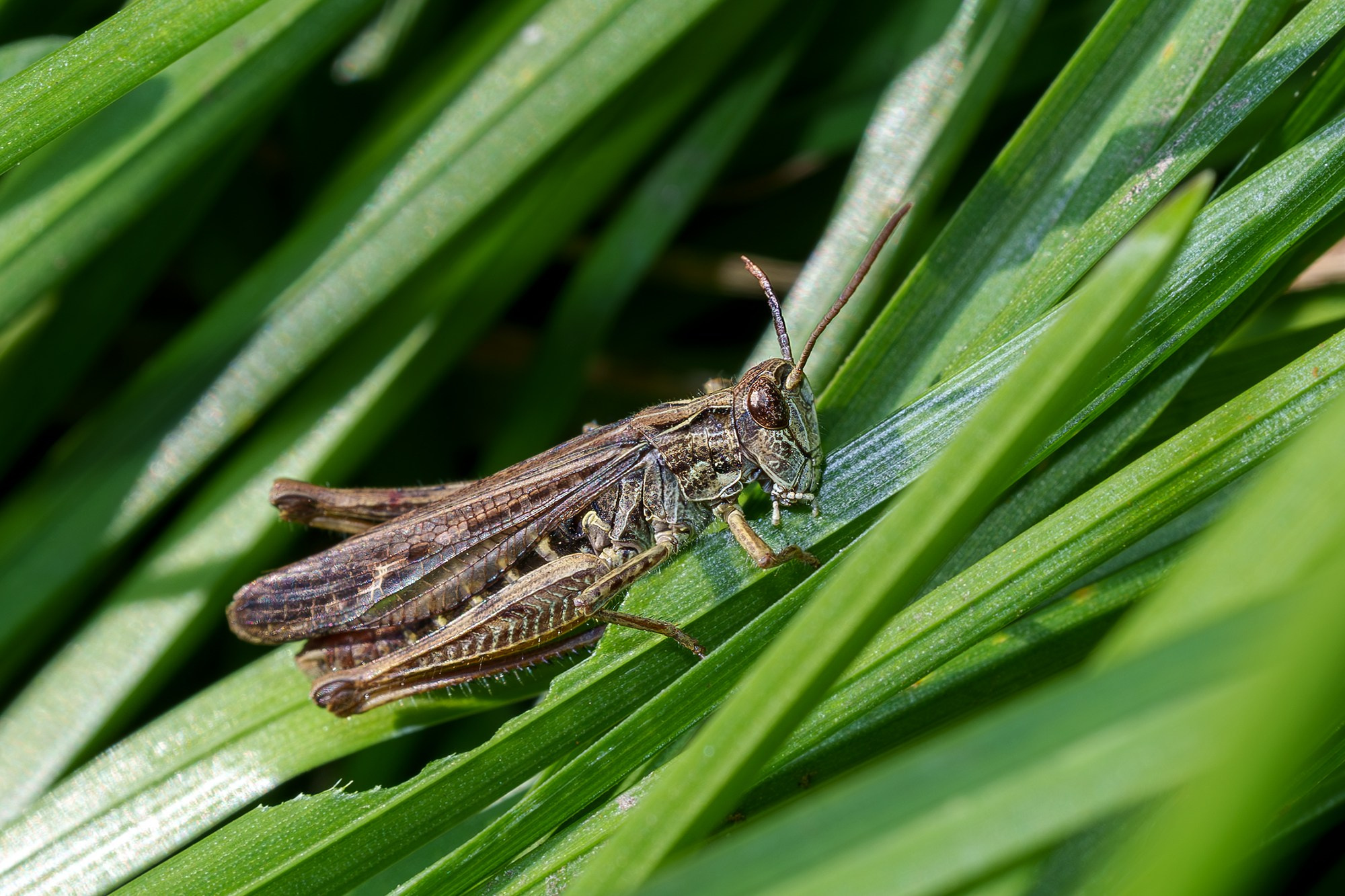 Макросъёмка. Ваш личный фотограф Марина Волкова