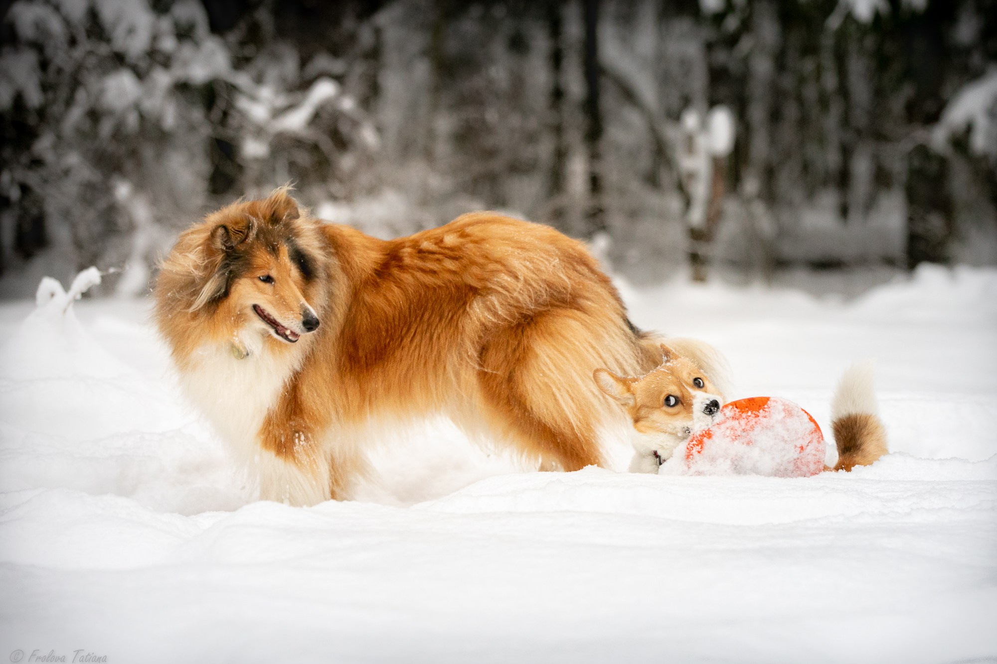 Фотосет с животными на природе. Фотограф-анималист в Москве и Московской области Татьяна Фролова