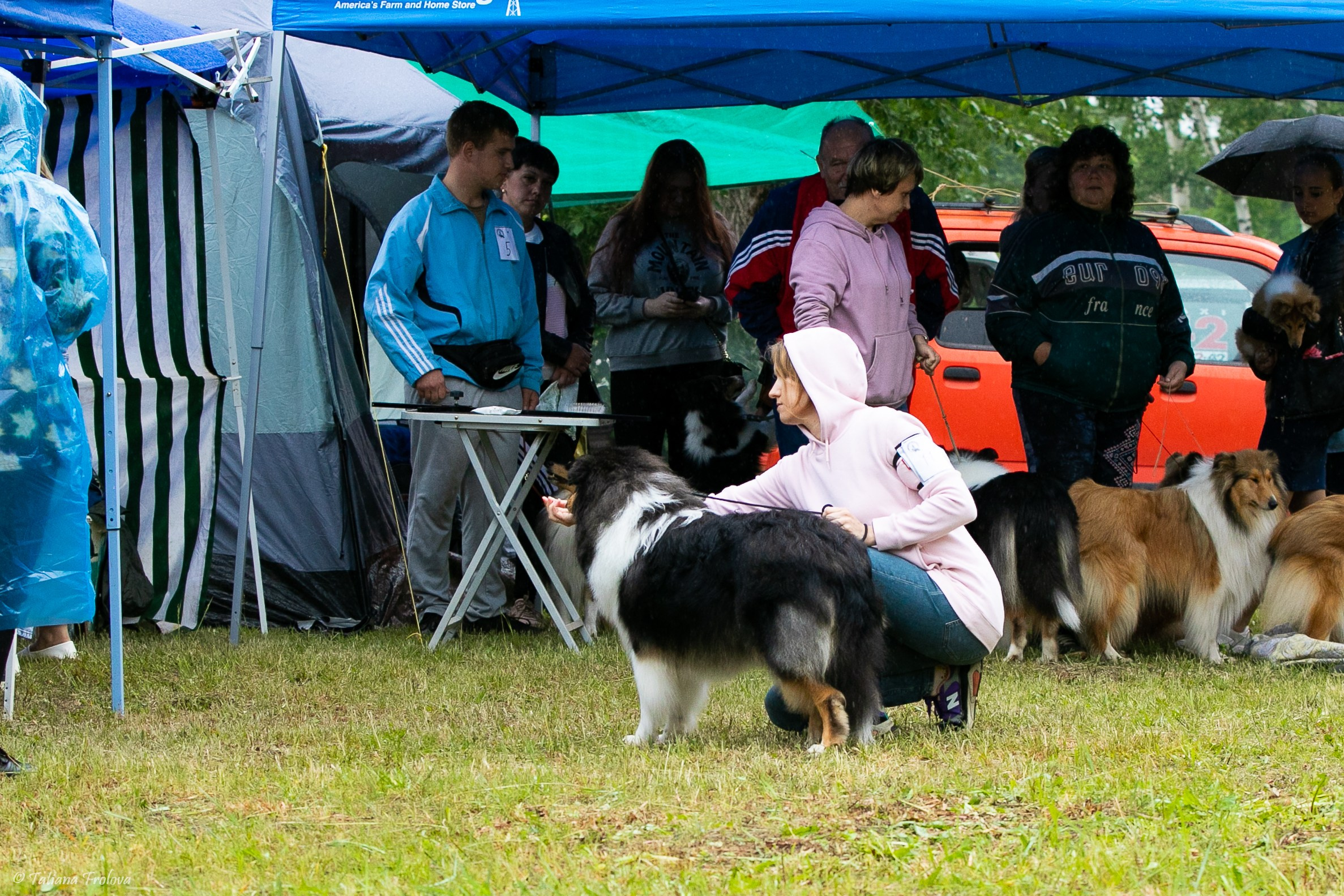 Фотосопровождение выставки собак в Московской области и Москве. Фотограф-анималист в Москве и Московской области Татьяна Фролова