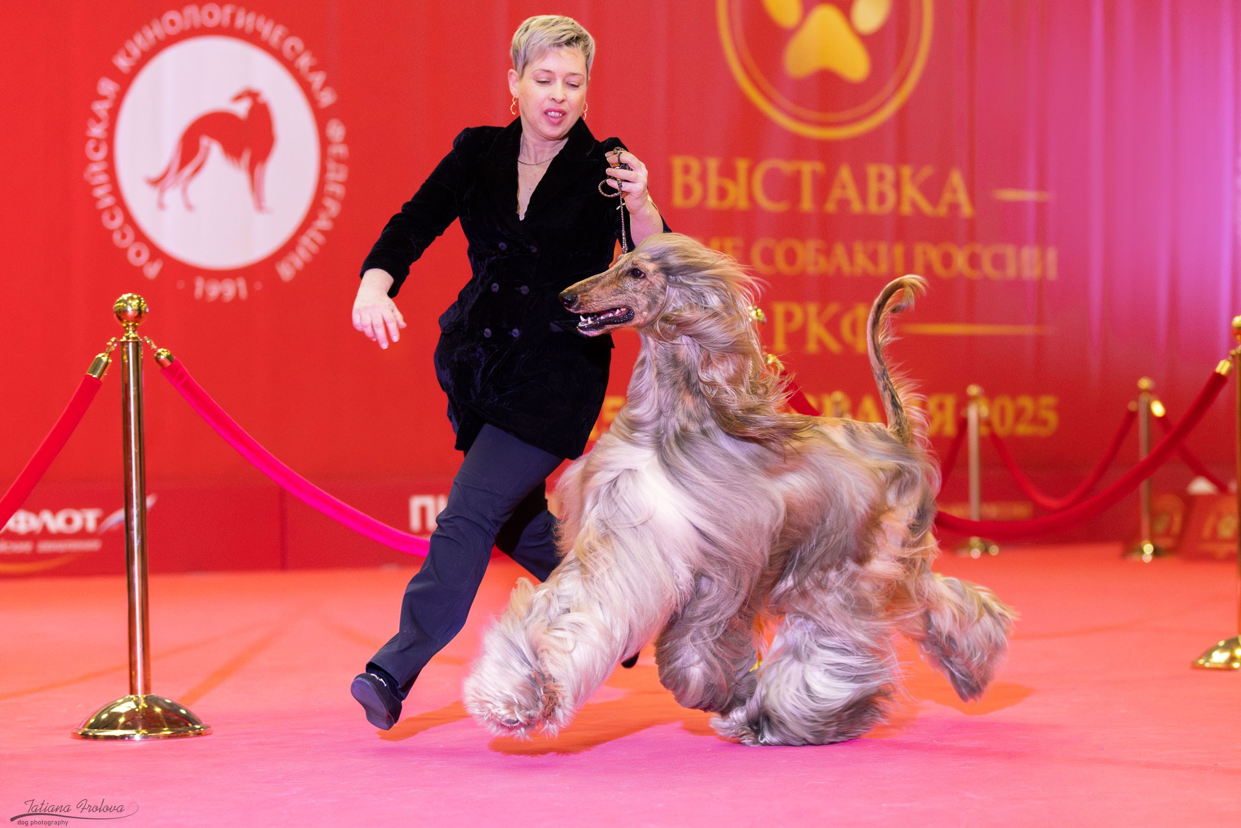 Фото с выставки РКФ. Фотограф-анималист в Москве и Московской области Татьяна Фролова