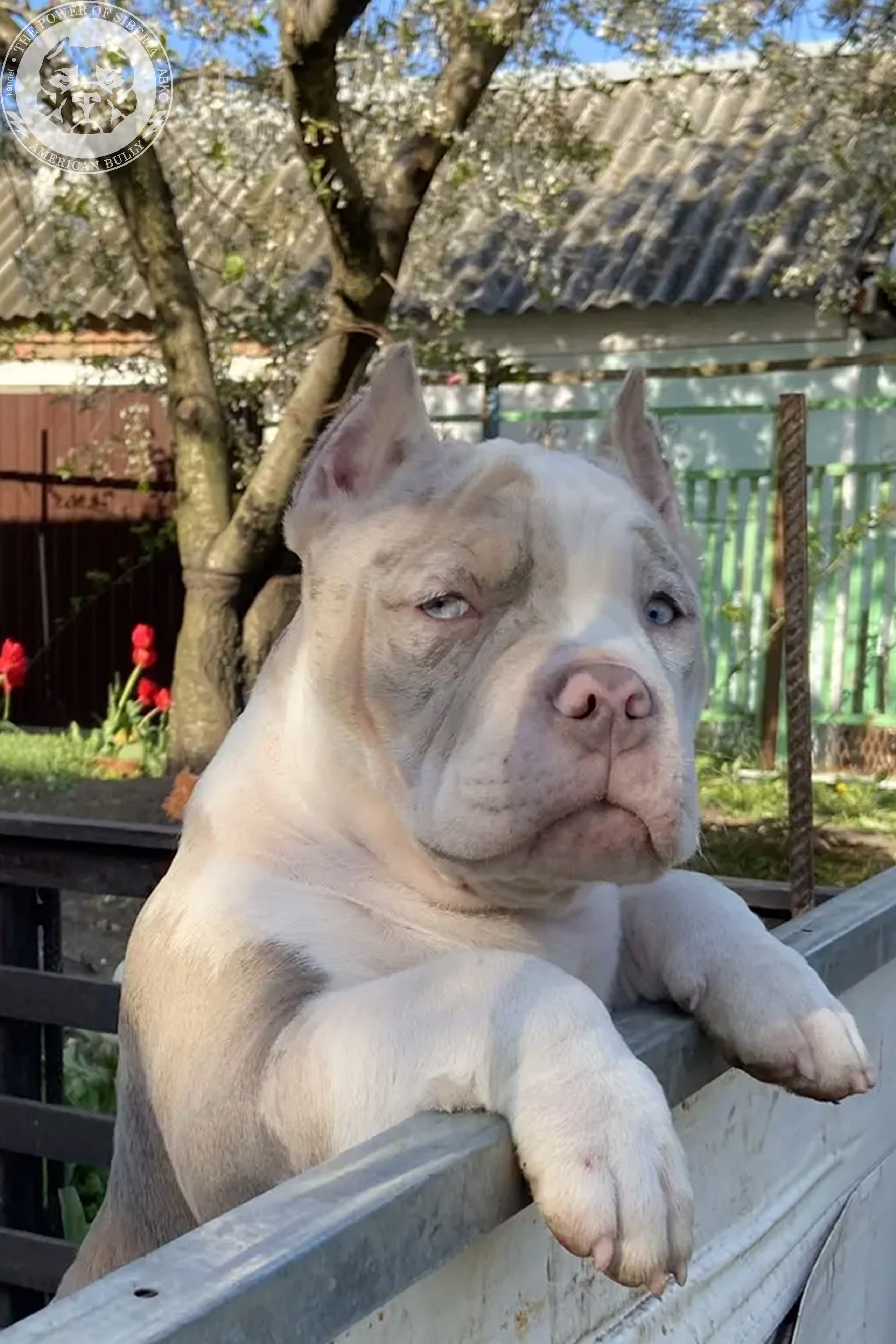 Свободные щенки Американский Булли, в типах покет, классик, стандарт. Американский Булли в г. Ростов-на-Дону. Питомник THE POWER OF SIBERIA