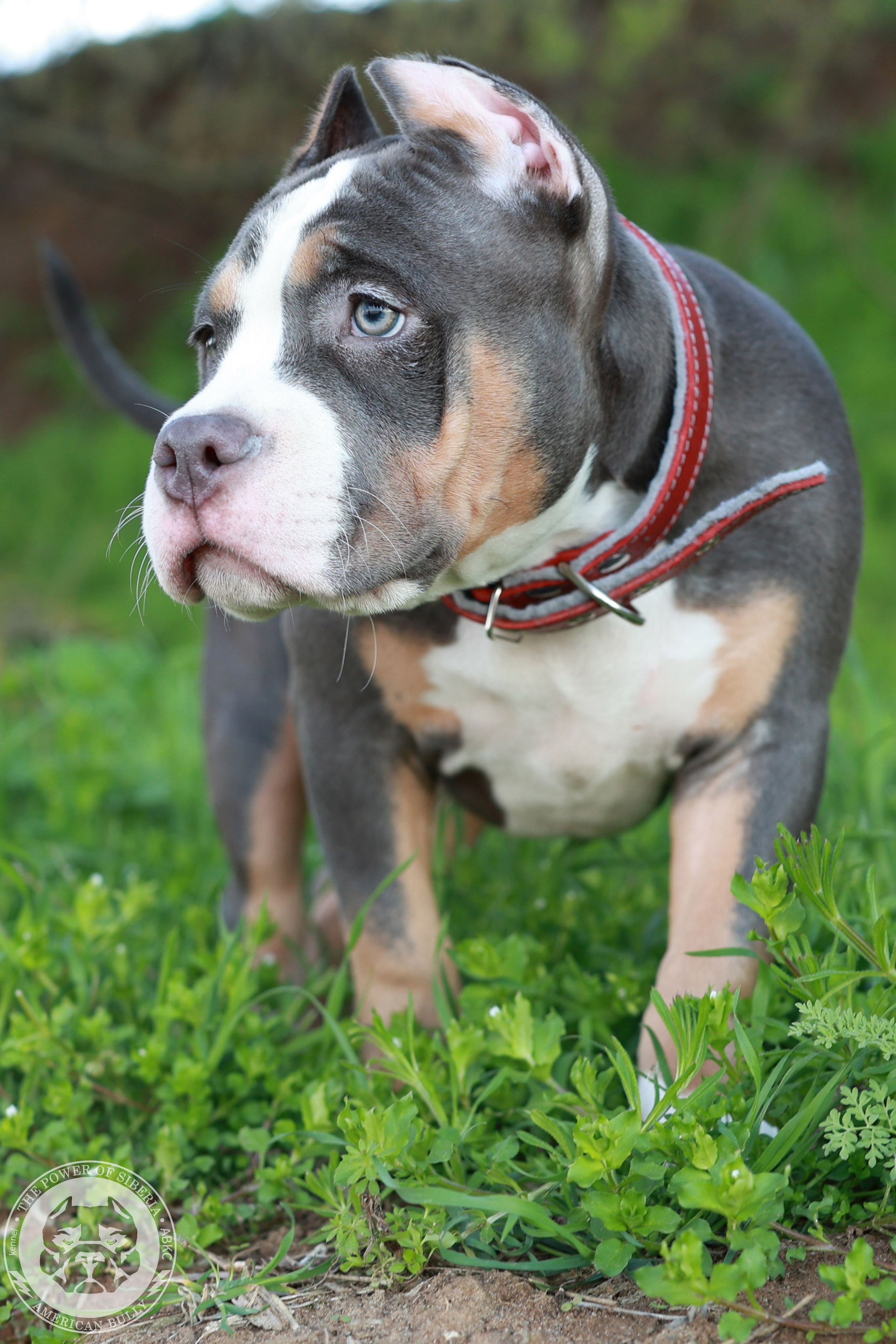 13.12.25-Мия-Турук. Американский Булли в г. Ростов-на-Дону. Питомник THE POWER OF SIBERIA