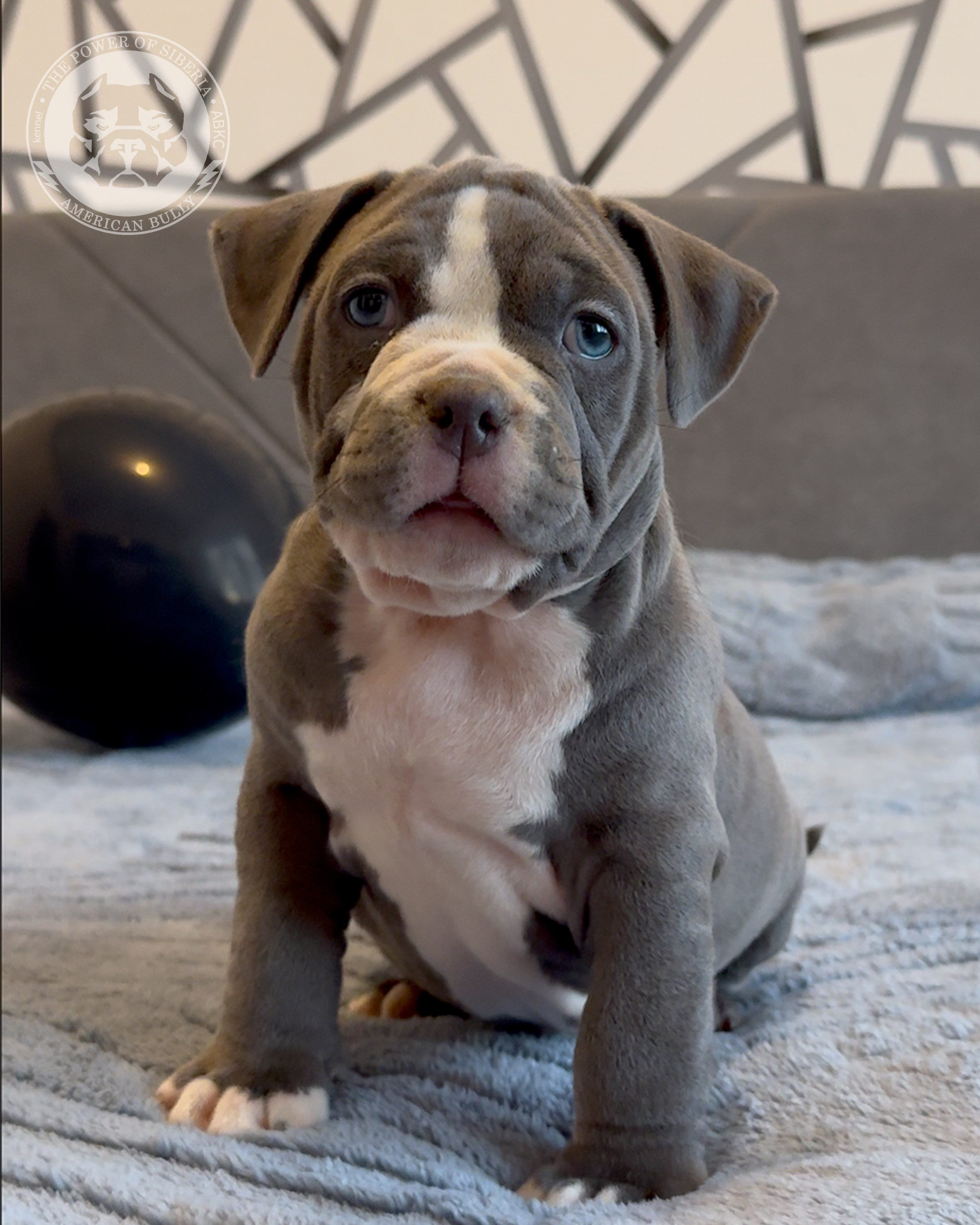 Свободные щенки Американский Булли, в типах покет, классик, стандарт. Американский Булли в г. Ростов-на-Дону. Питомник THE POWER OF SIBERIA