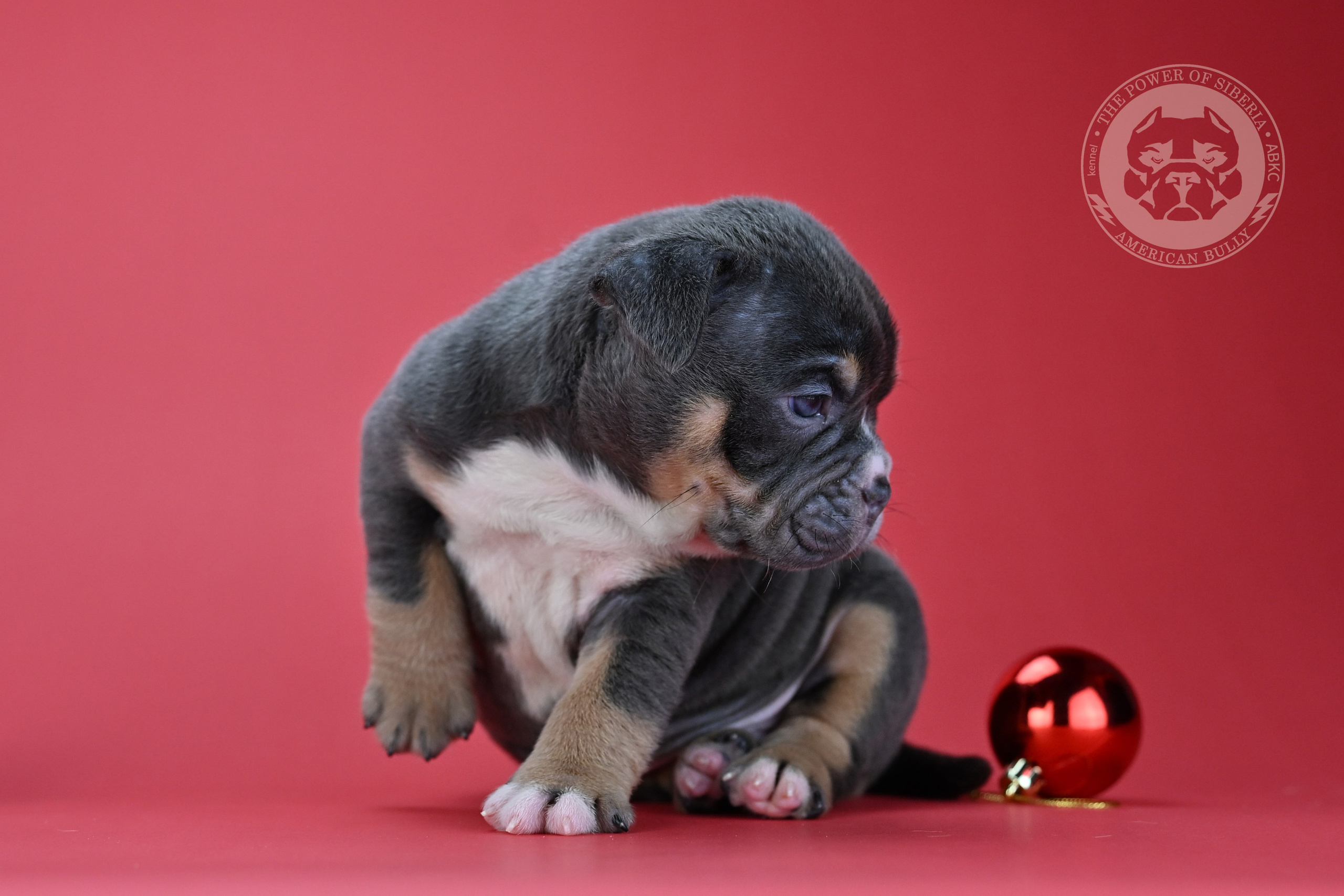 Свободные щенки «Покет». Американский Булли в г. Ростов-на-Дону. Питомник THE POWER OF SIBERIA