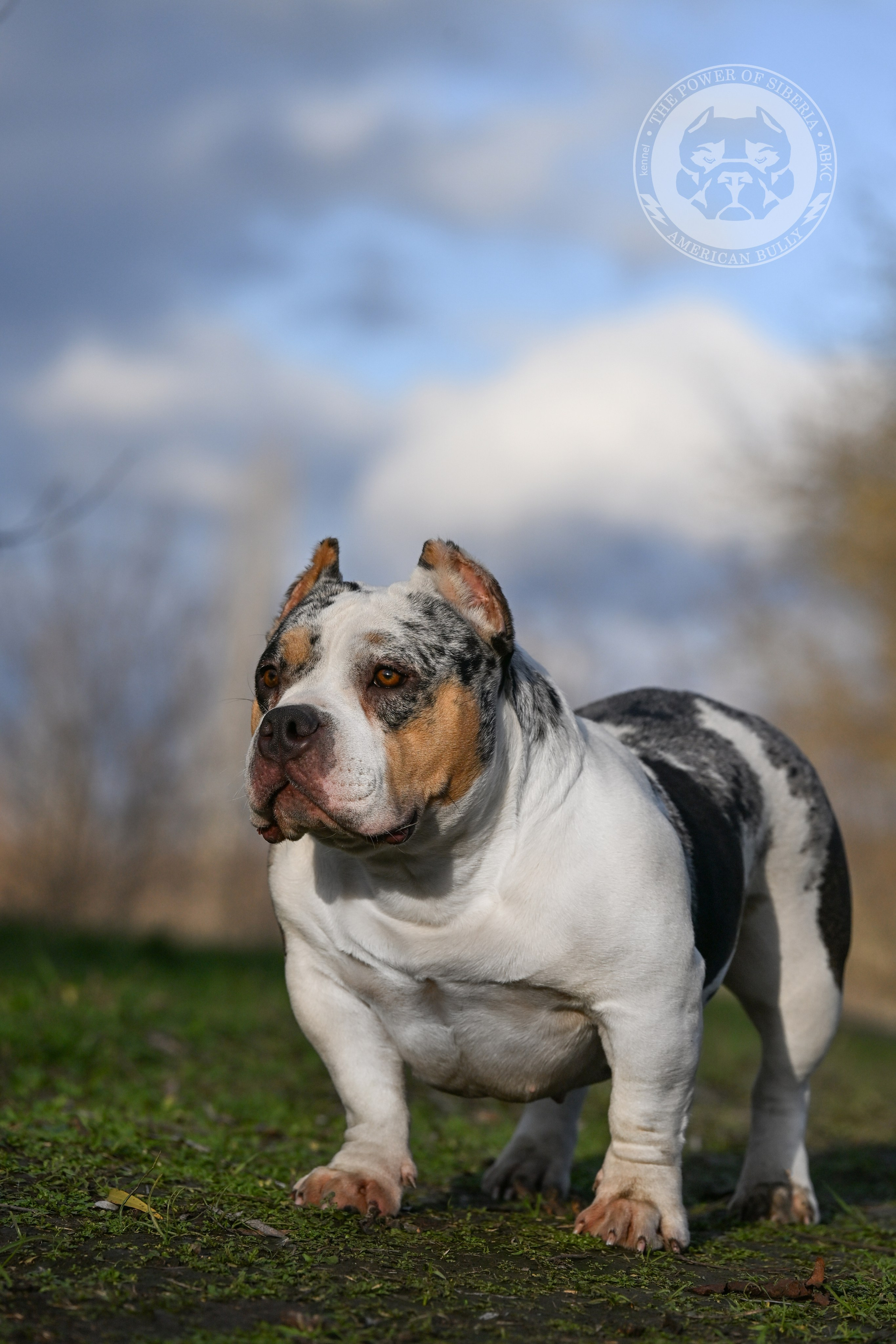 THE POWER OF SIBERIA BAFFI. Американский Булли в г. Ростов-на-Дону. Питомник THE POWER OF SIBERIA