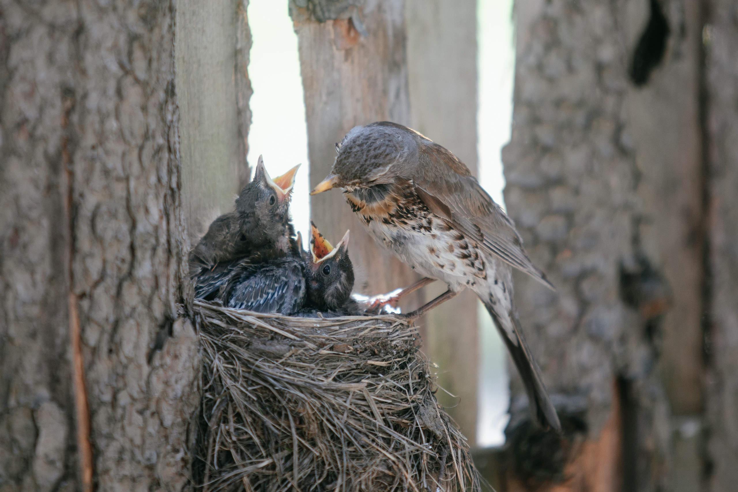 Выпускной в начальной школе. Арт-фотограф Крис Л. в Тобольске: портрет, семейные, свадьбы
